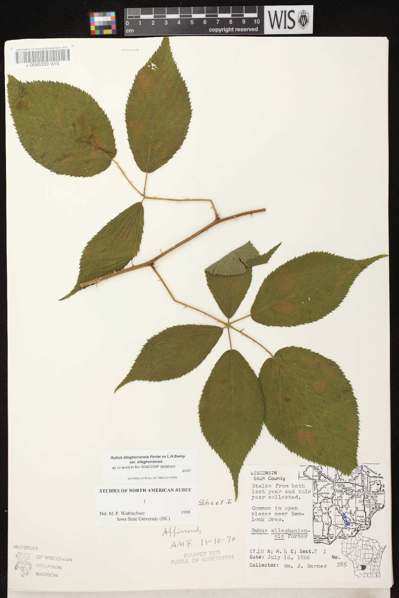 Rubus allegheniensis image