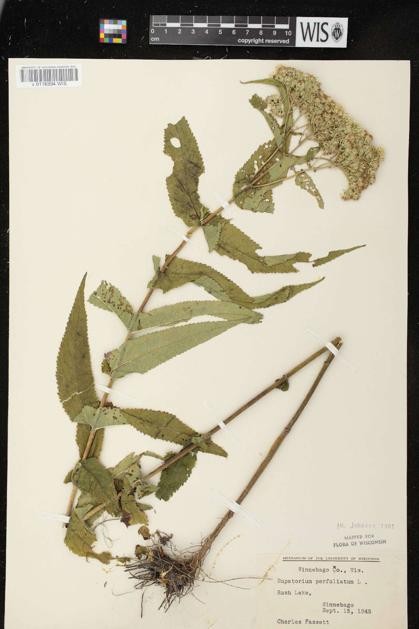 Eupatorium perfoliatum image
