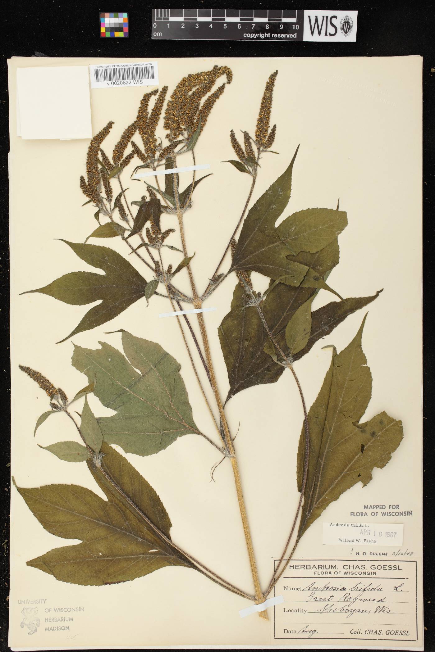 Ambrosia trifida image