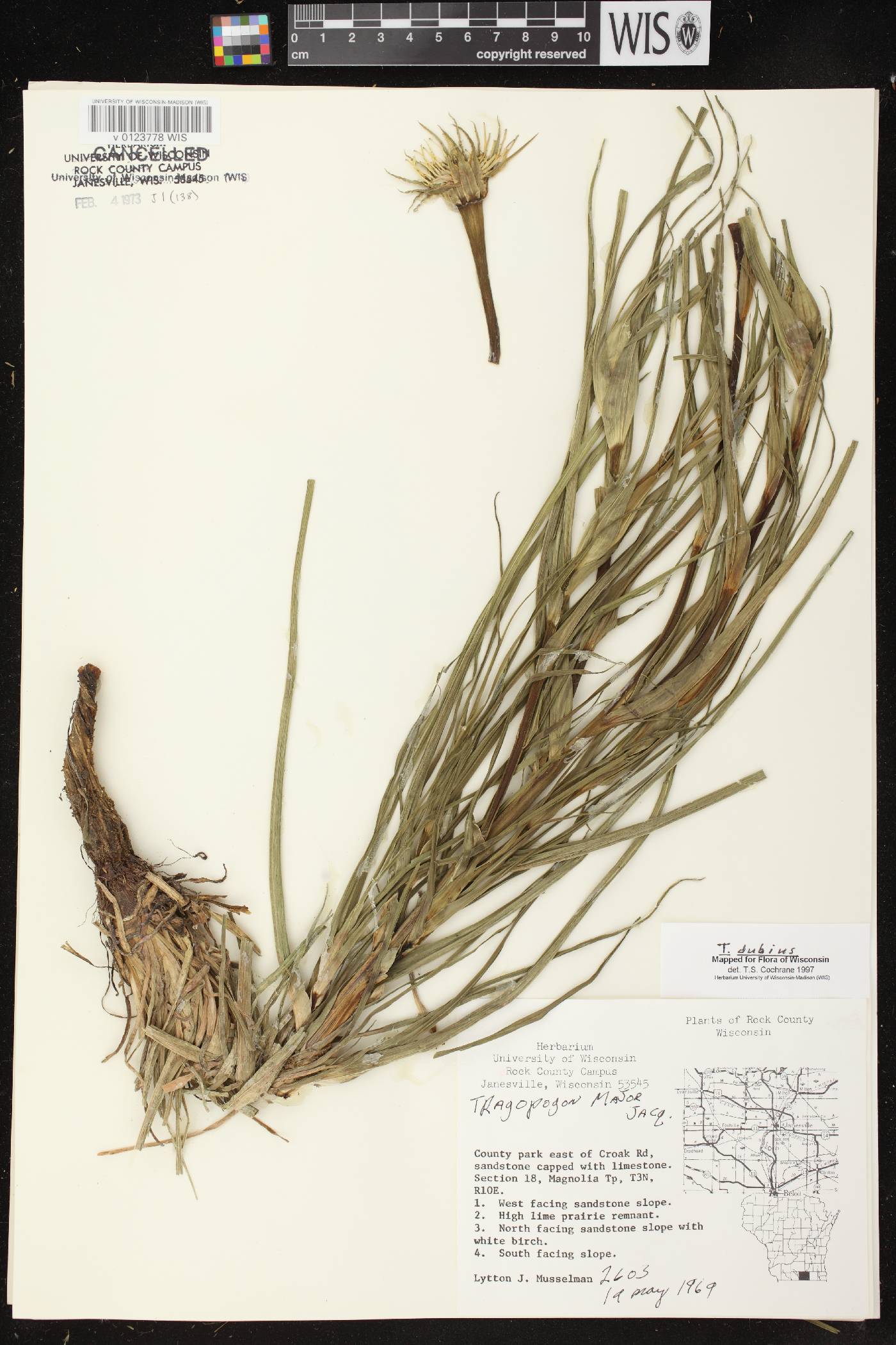 Tragopogon dubius image