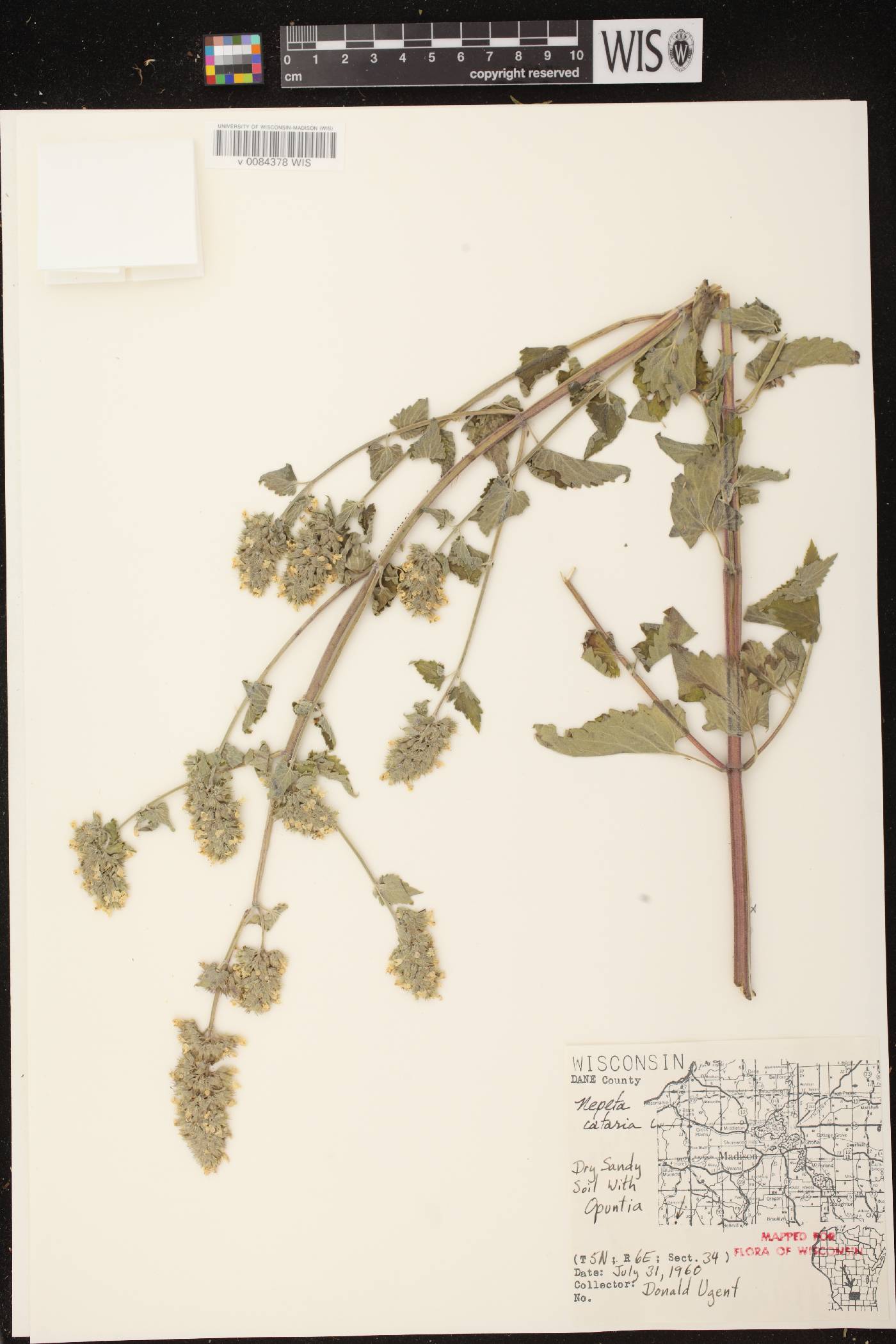 Nepeta cataria image