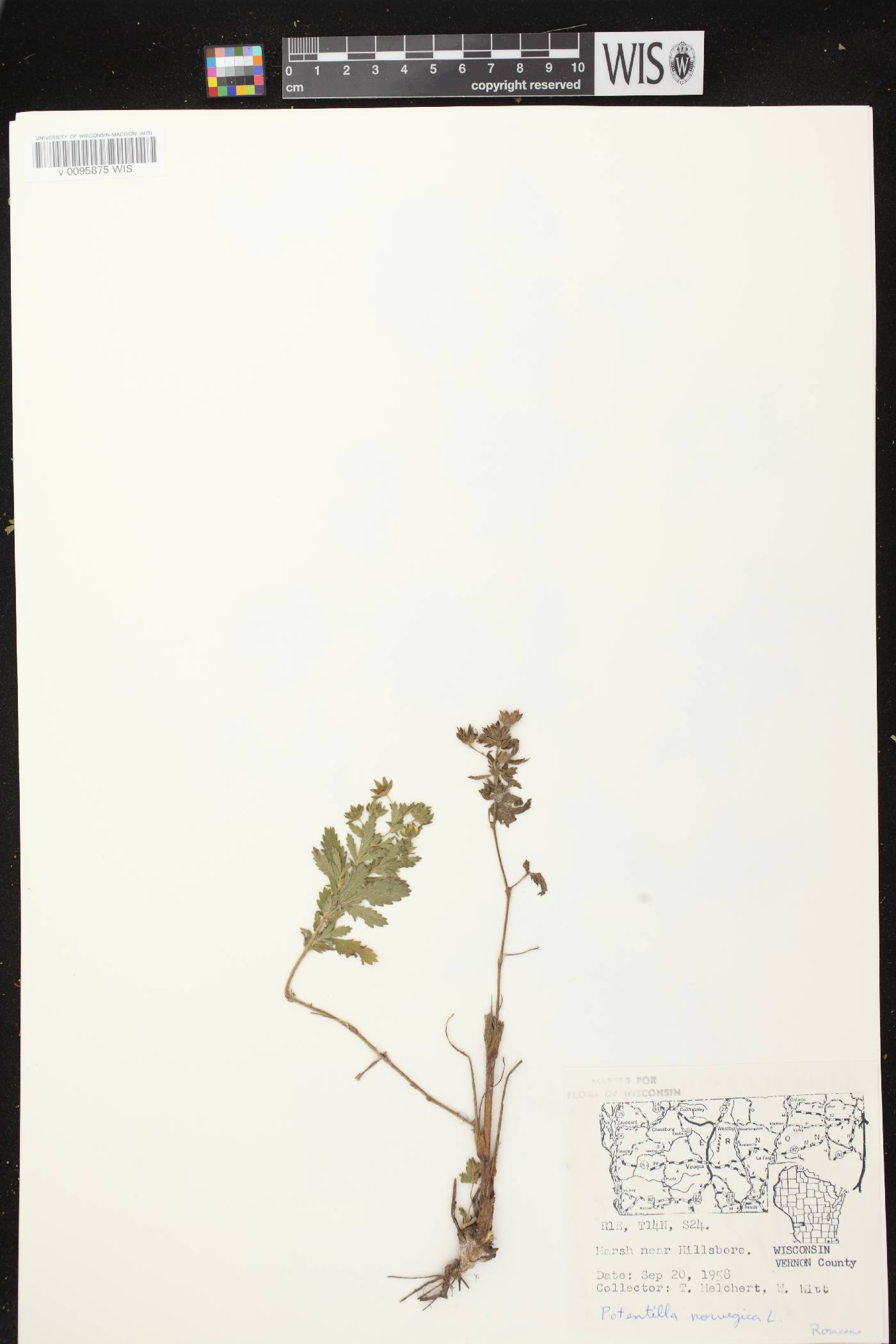 Potentilla norvegica image