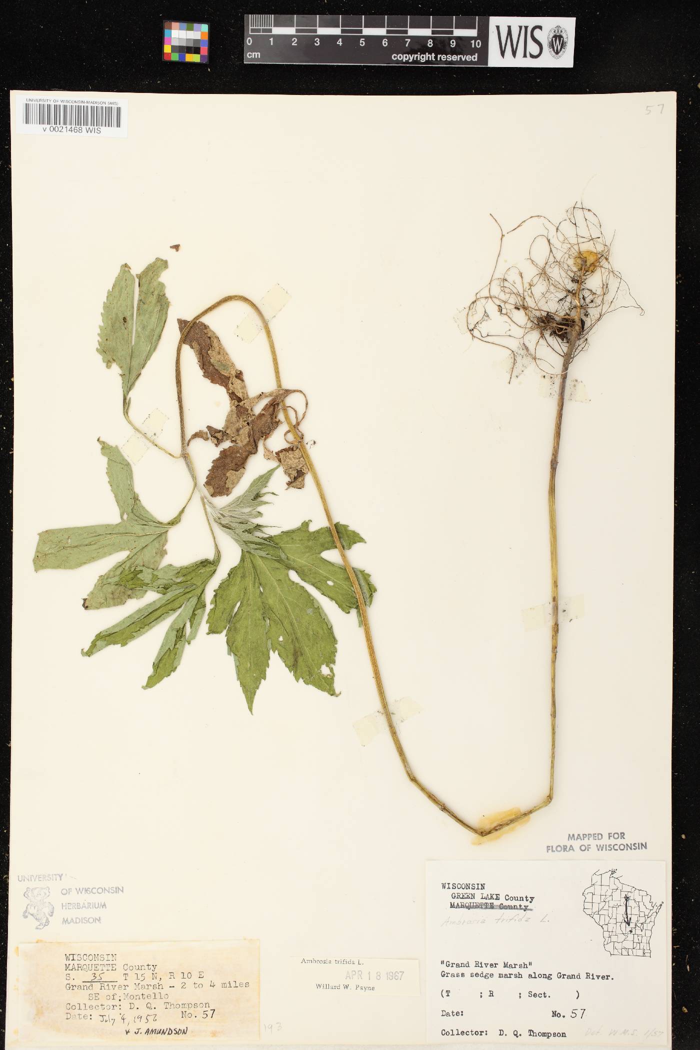 Ambrosia trifida image