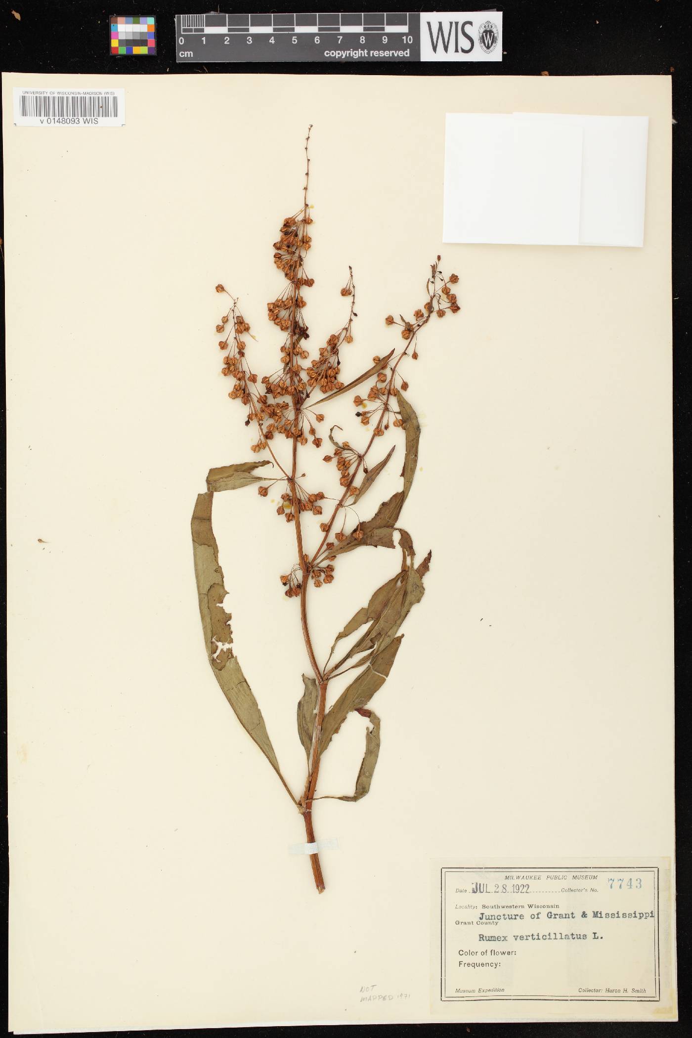 Rumex verticillatus image