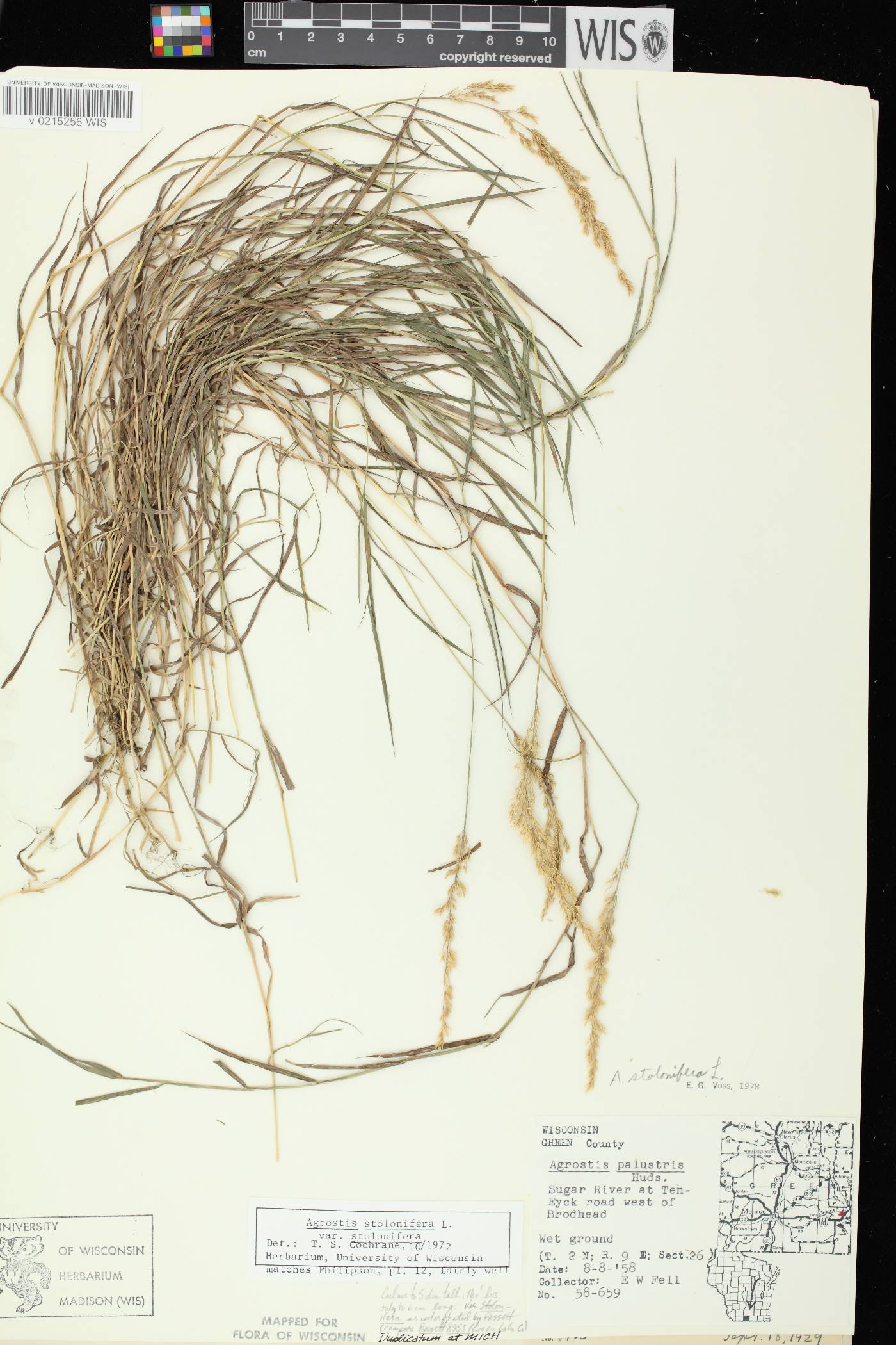 Agrostis stolonifera image