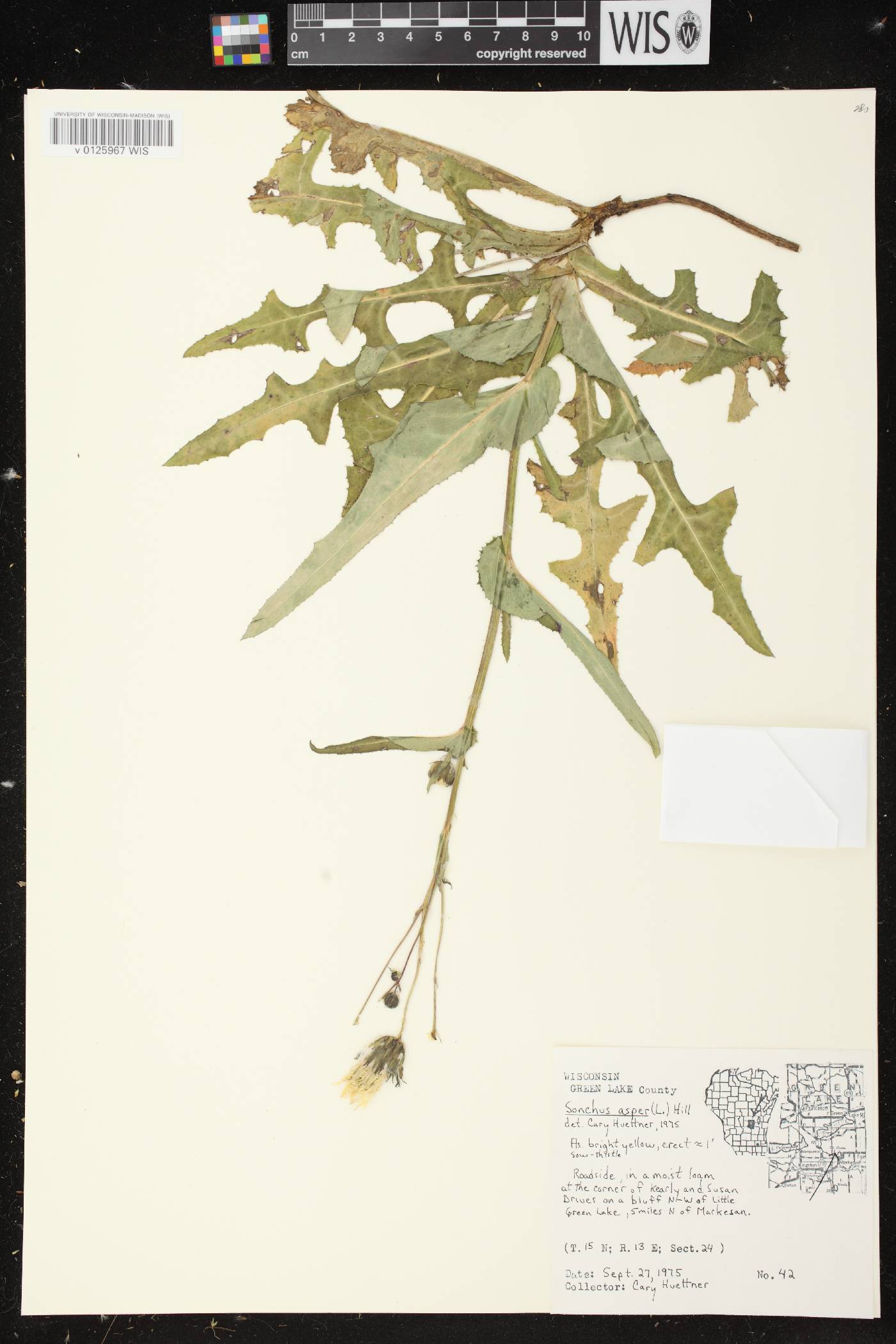 Sonchus asper image