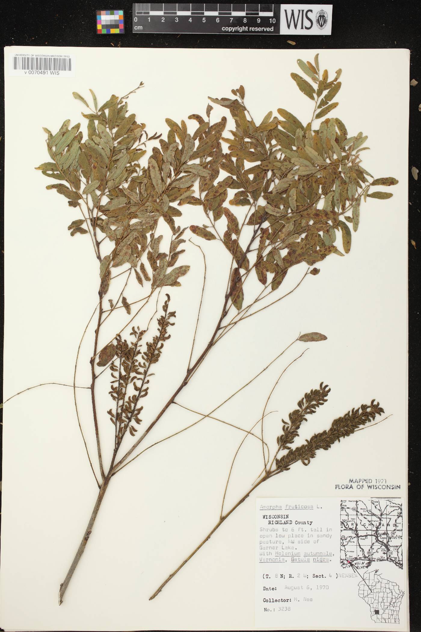Amorpha fruticosa image