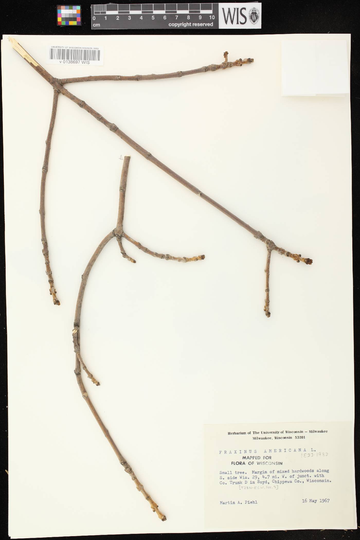 Fraxinus americana image