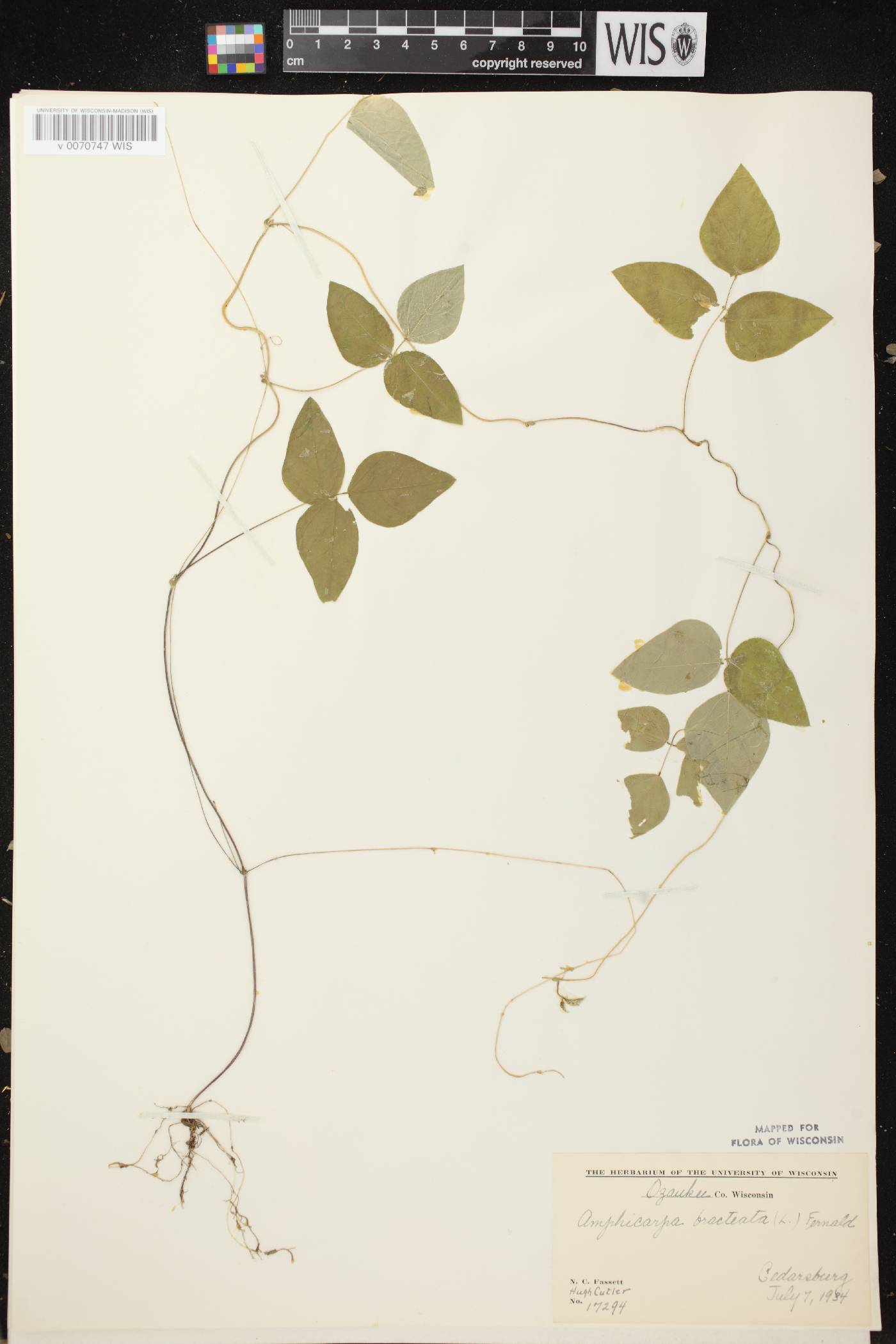 Amphicarpaea bracteata image
