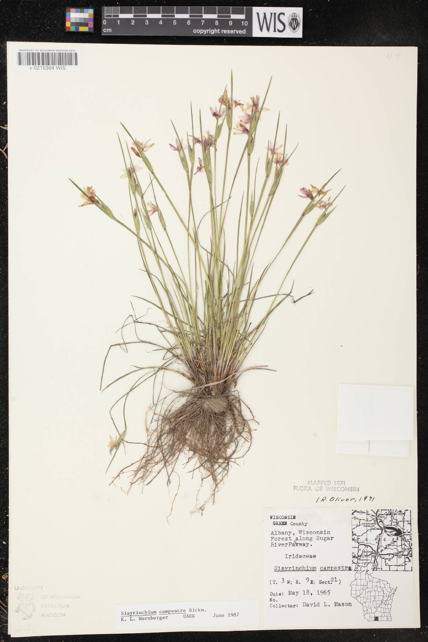 Sisyrinchium campestre image