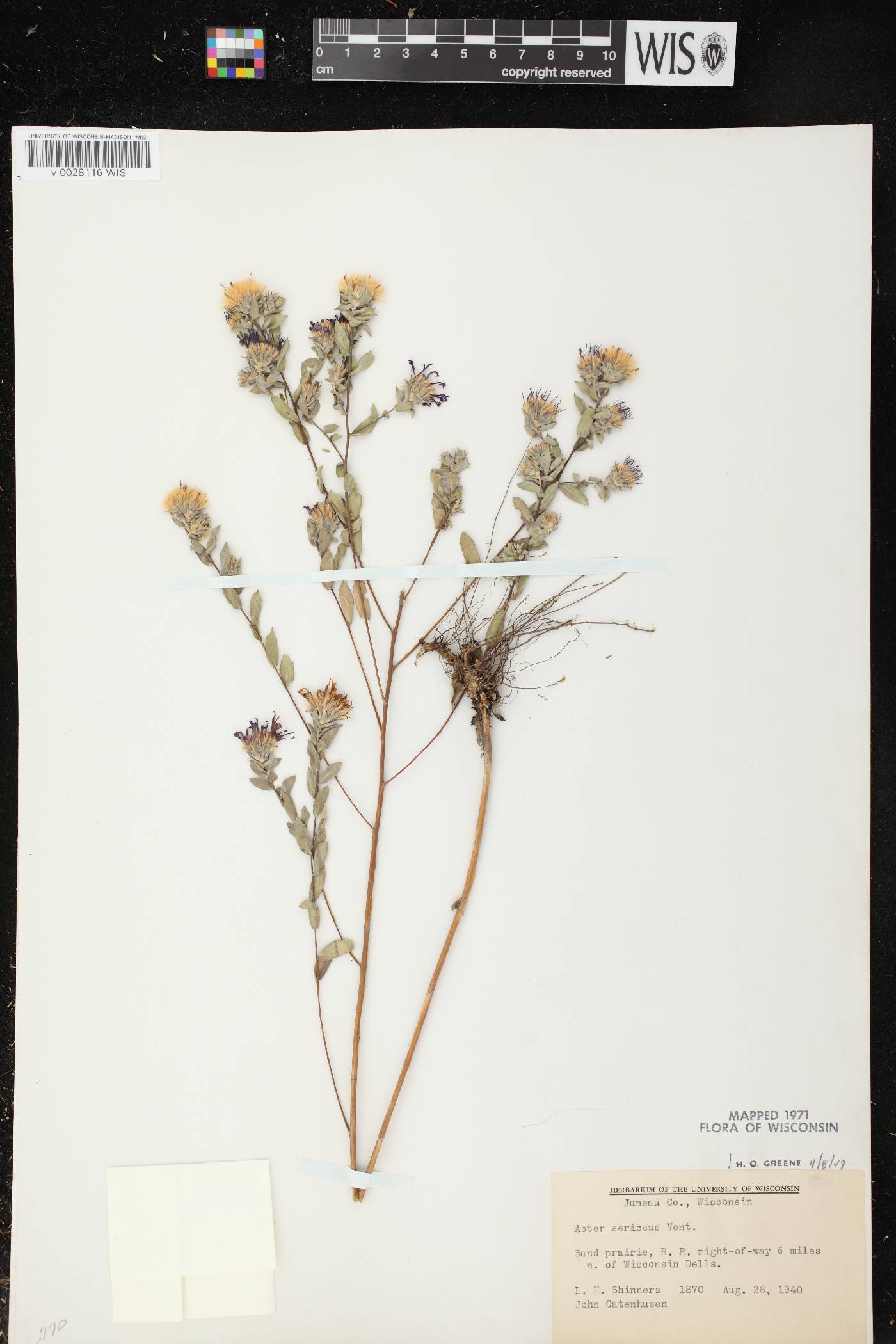 Symphyotrichum sericeum image