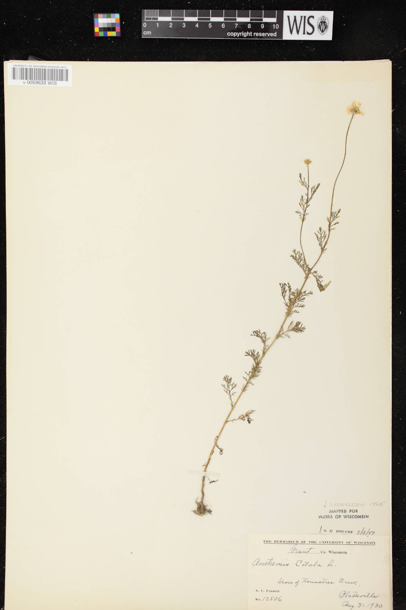 Anthemis cotula image