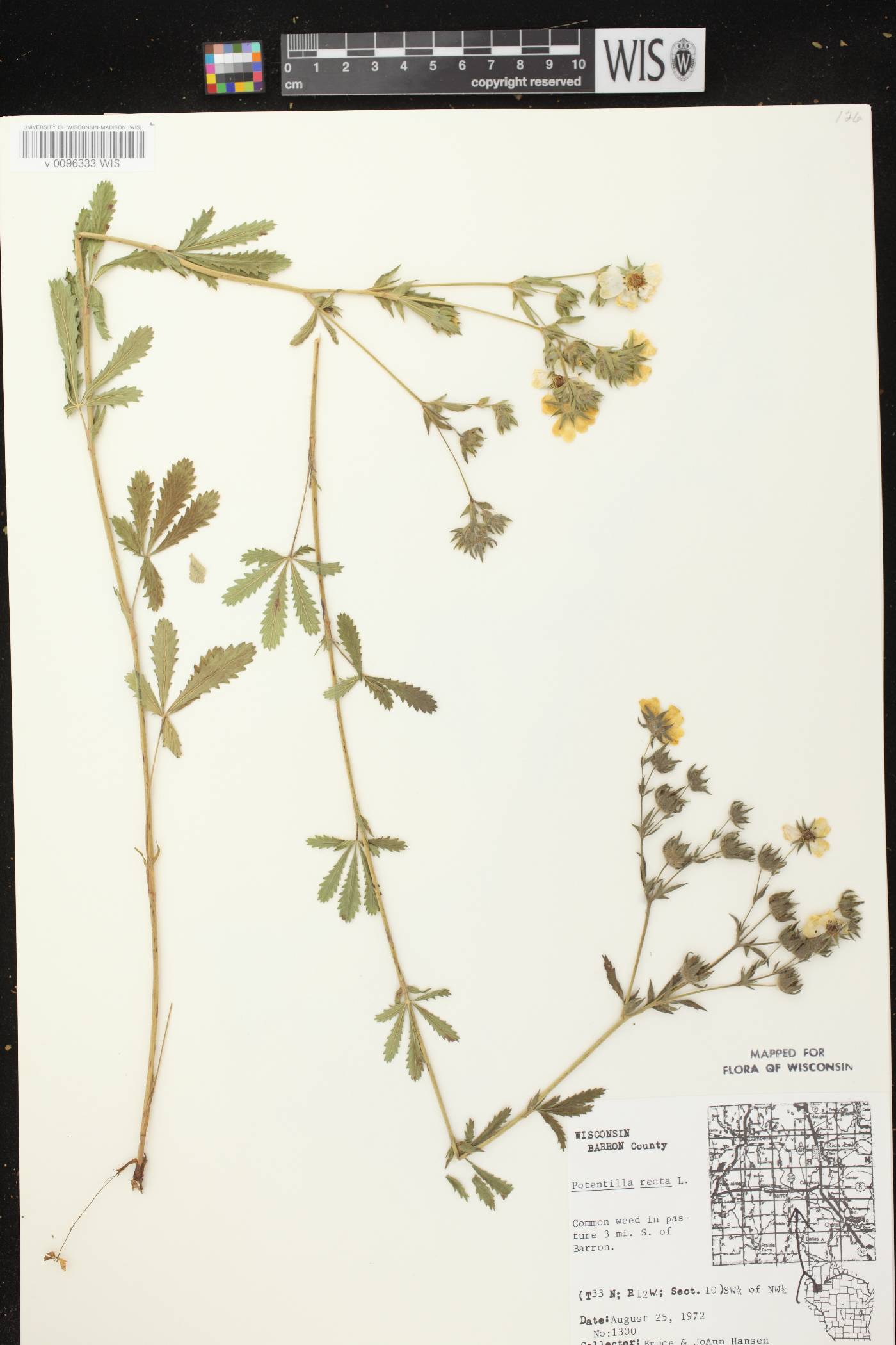 Potentilla recta image
