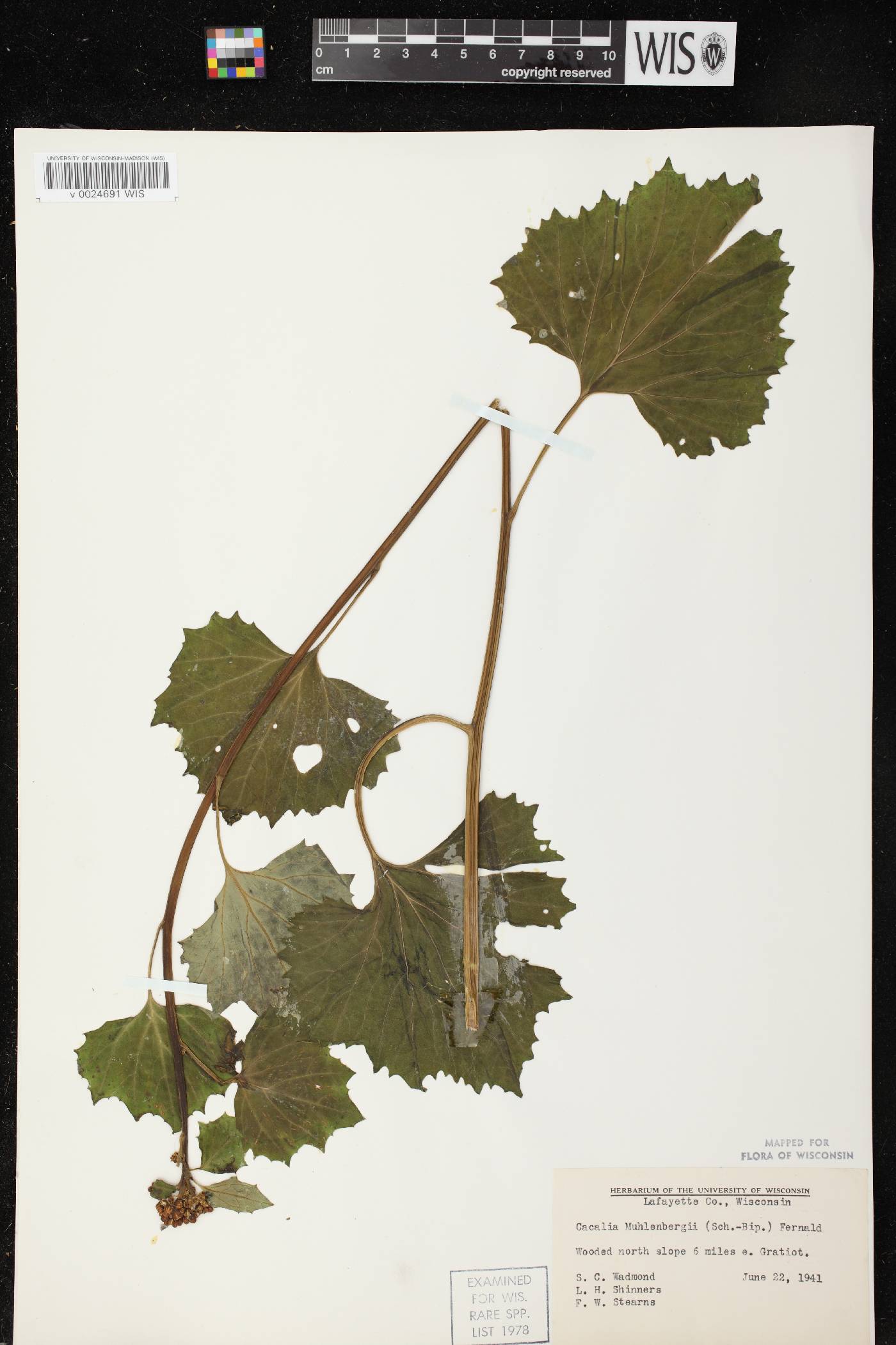 Arnoglossum reniforme image