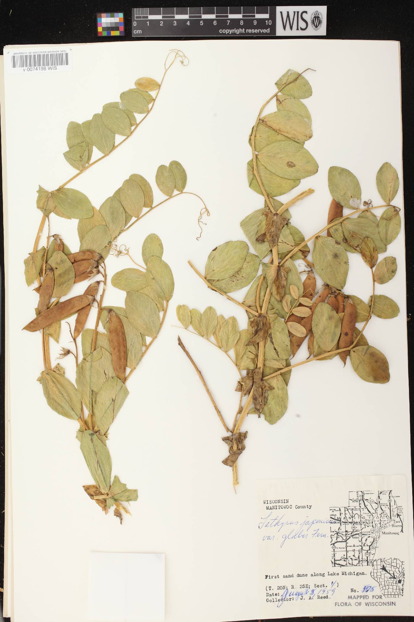 Lathyrus japonicus image
