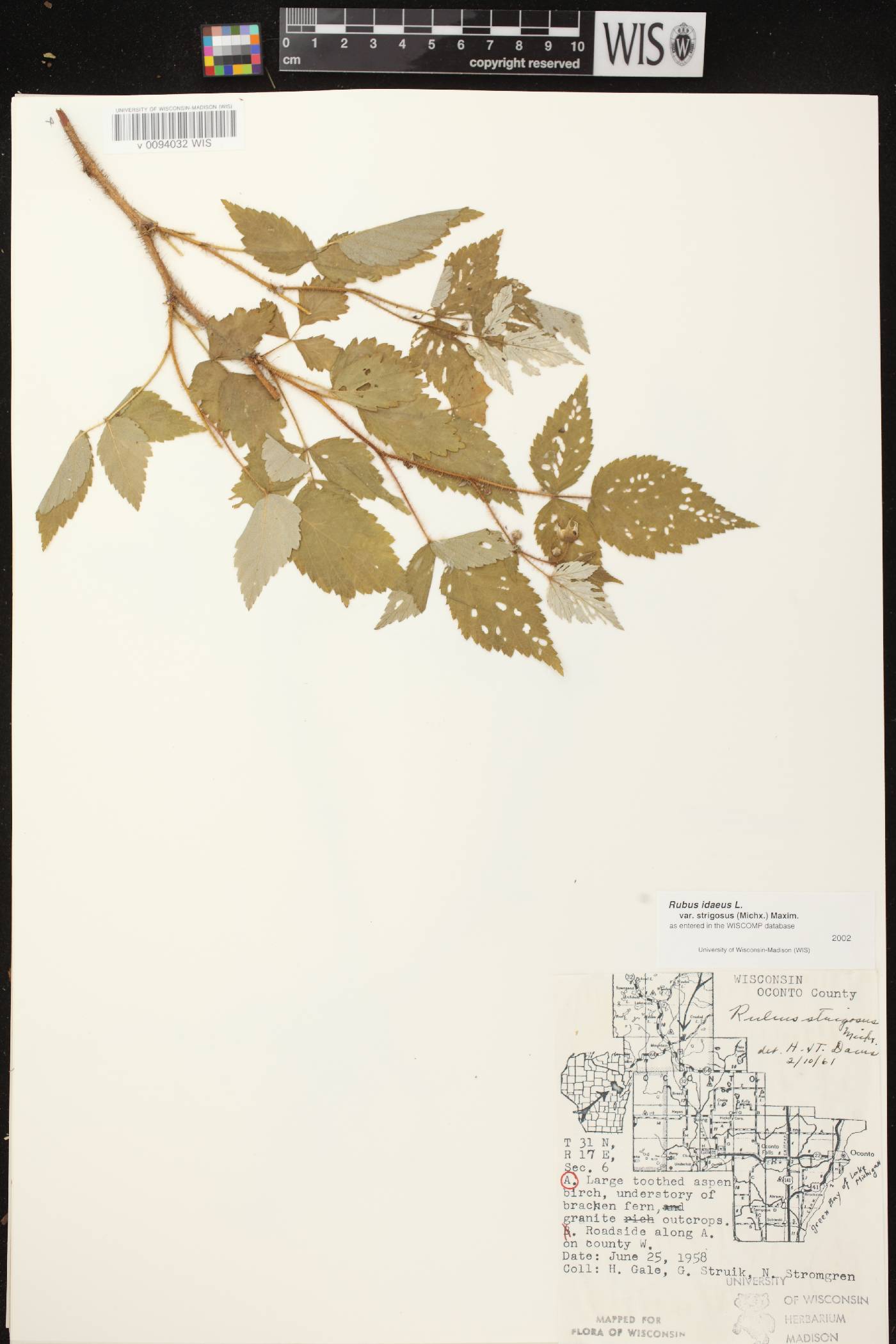 Rubus idaeus subsp. strigosus image