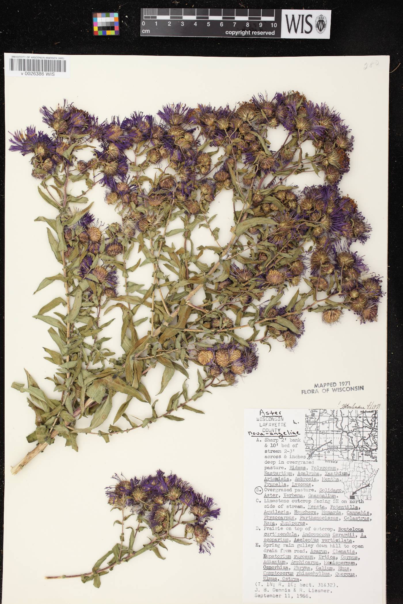 Symphyotrichum novae-angliae image