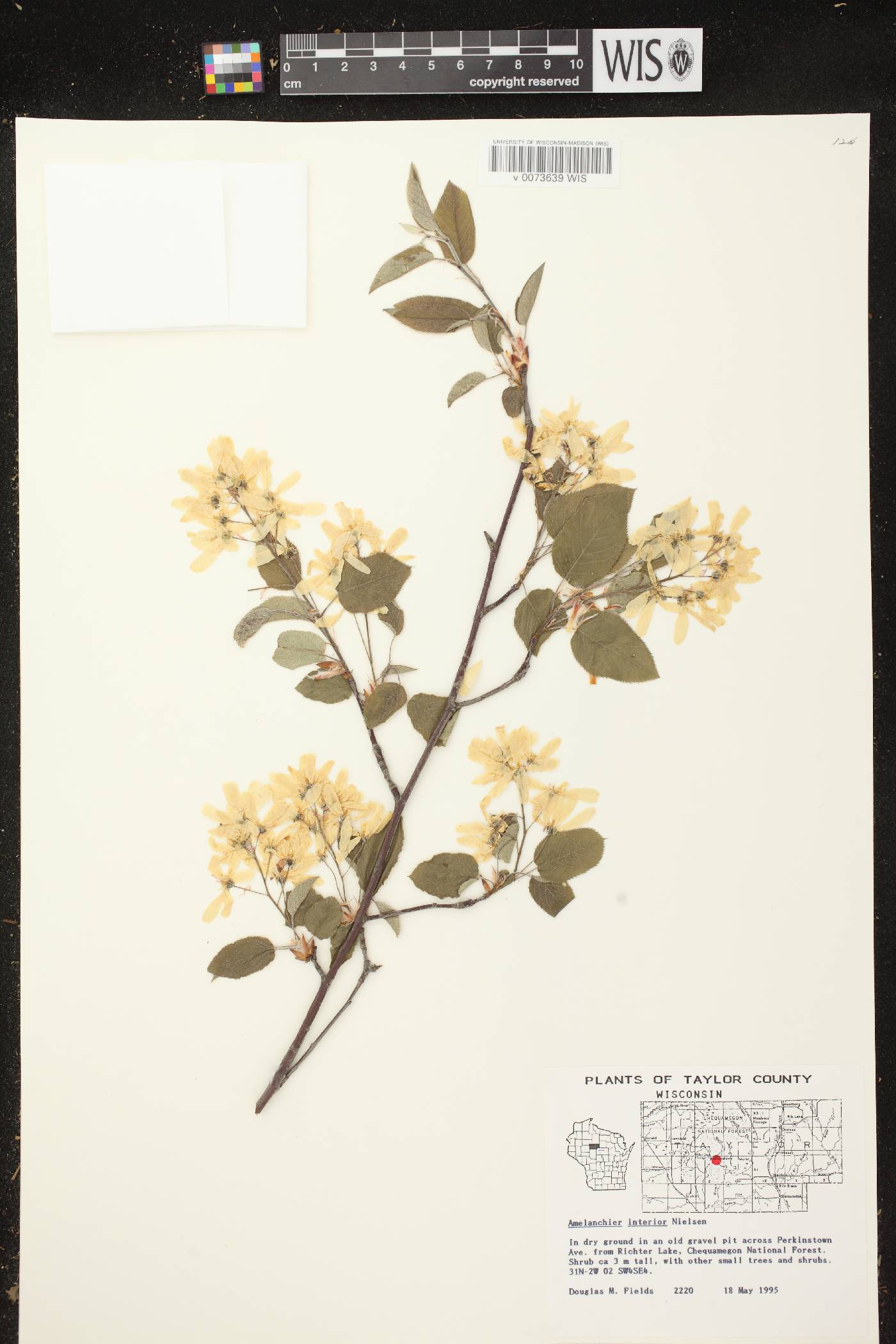 Amelanchier interior image