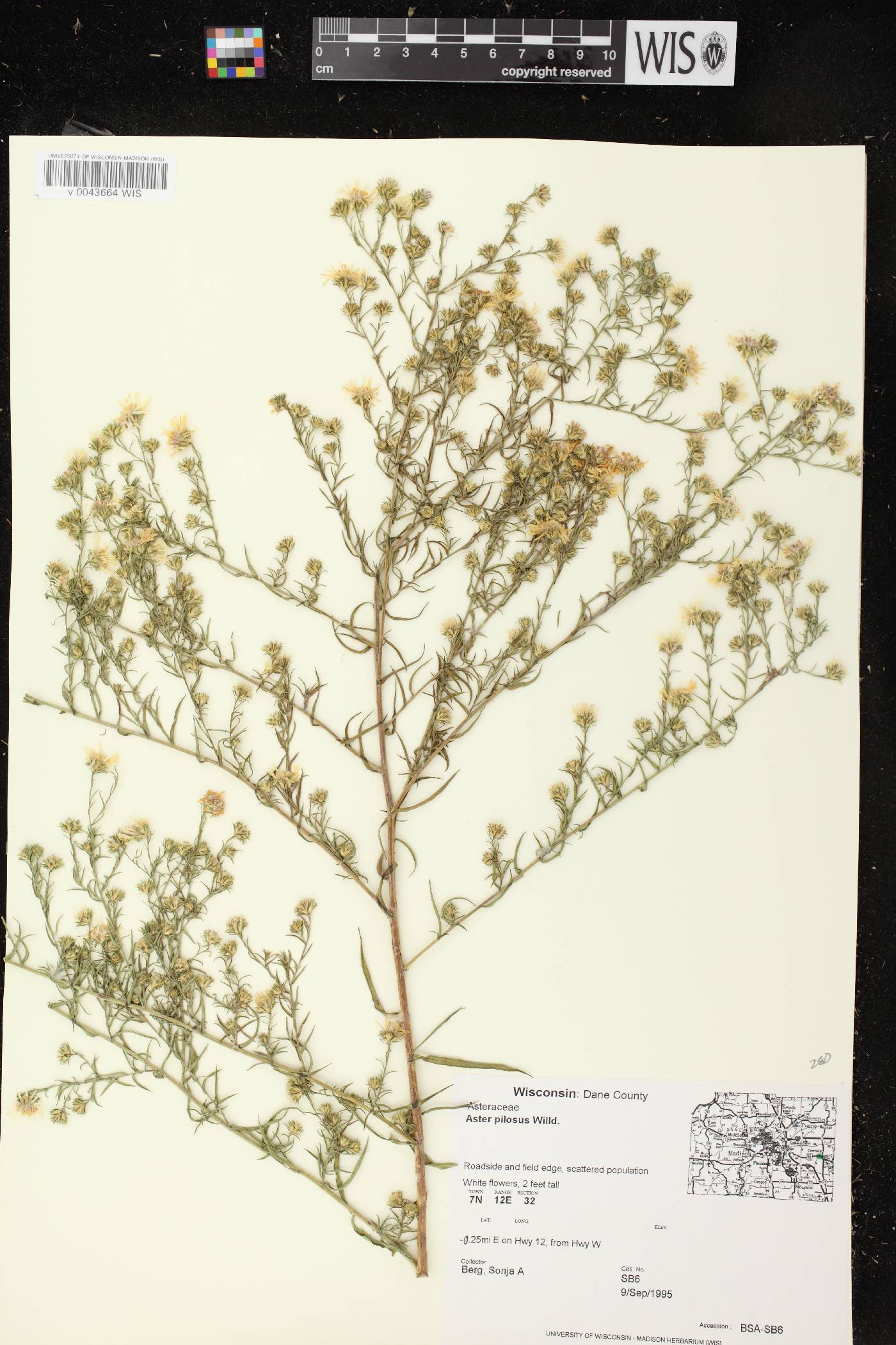 Symphyotrichum pilosum image