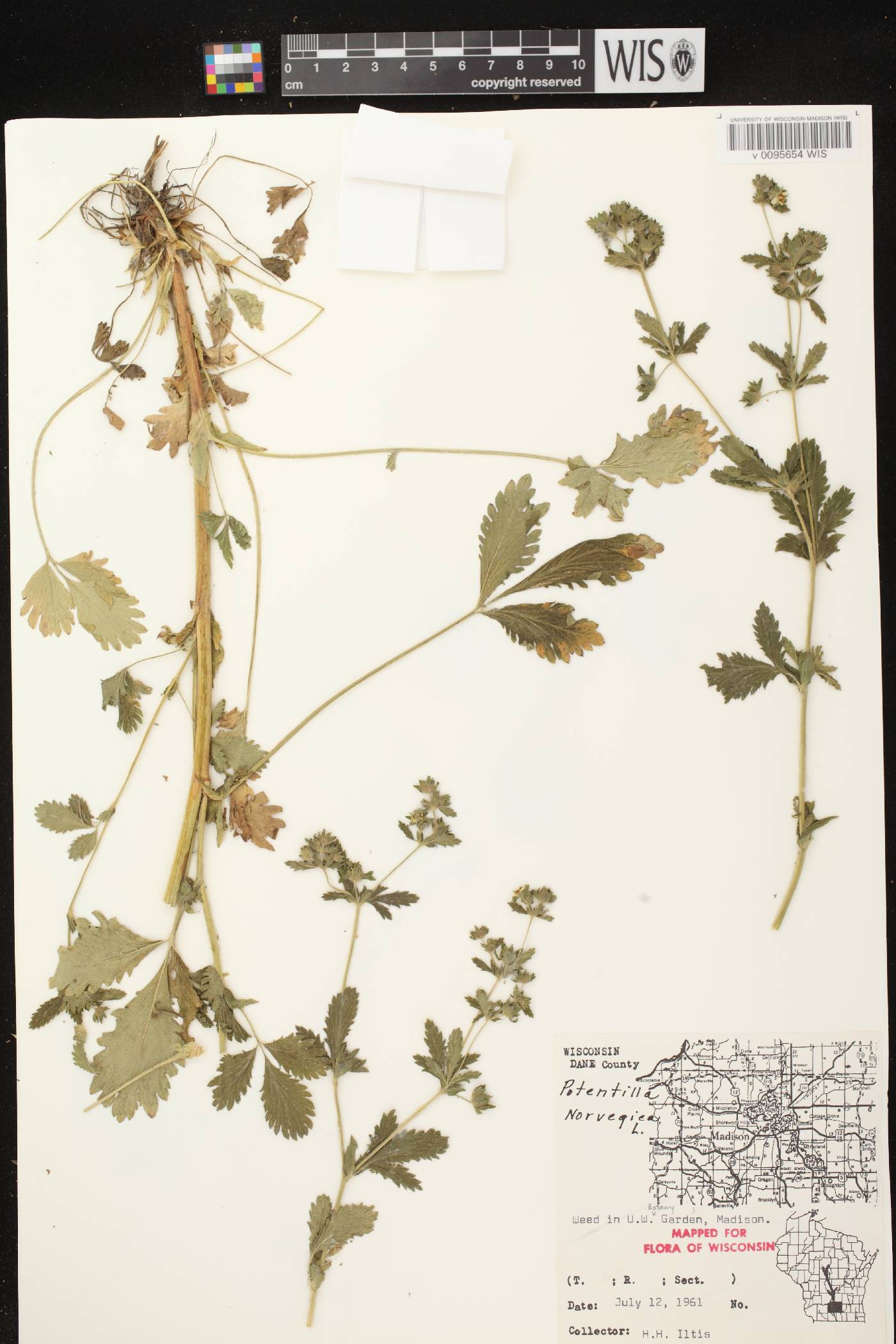 Potentilla norvegica image