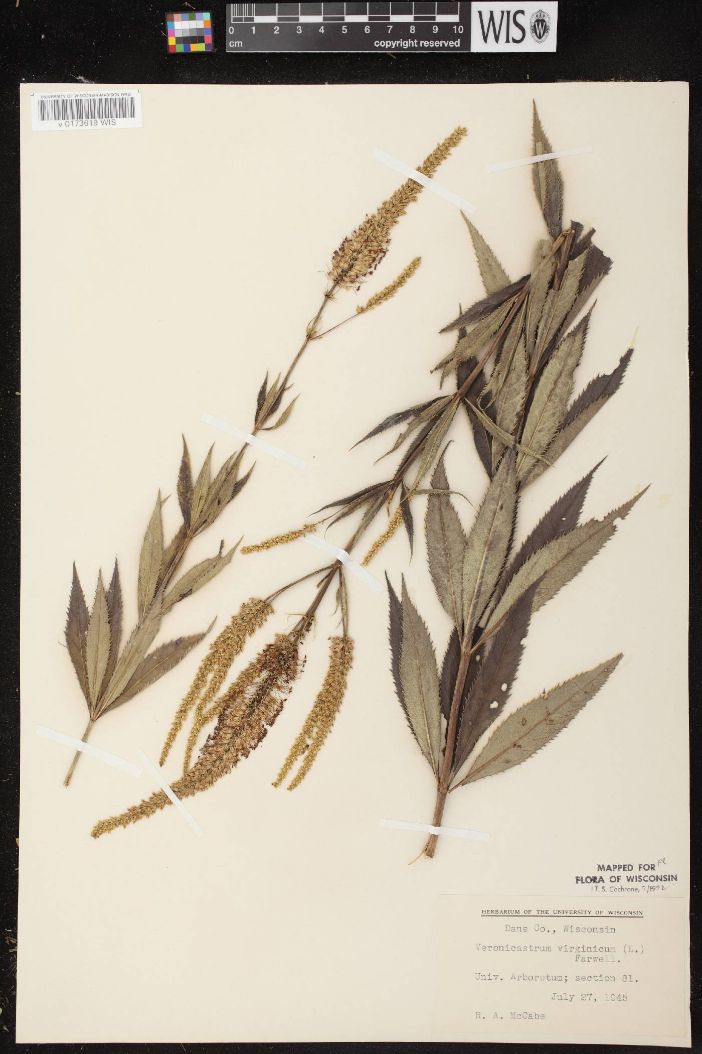 Veronicastrum virginicum image