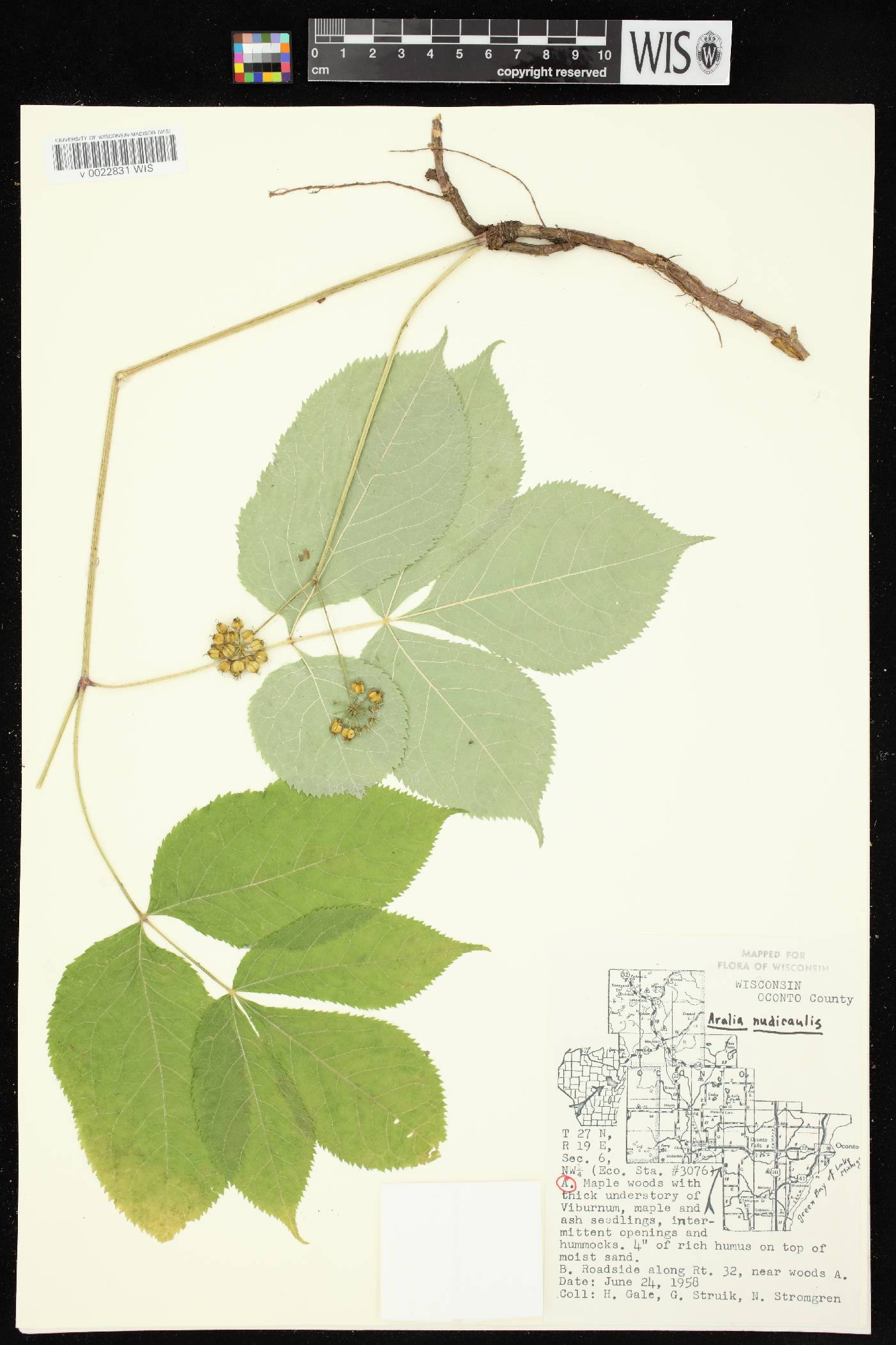 Aralia nudicaulis image
