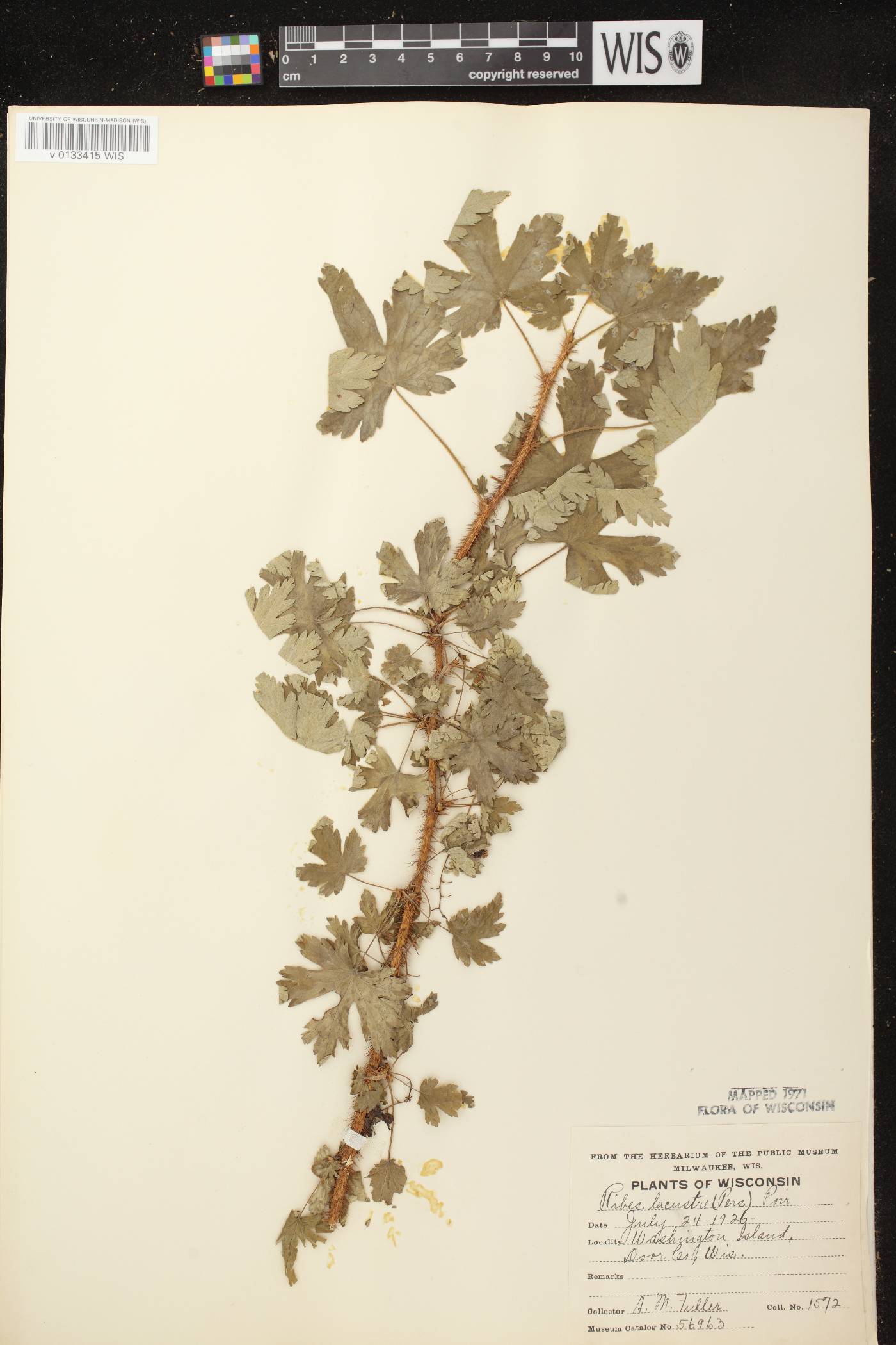 Ribes lacustre image