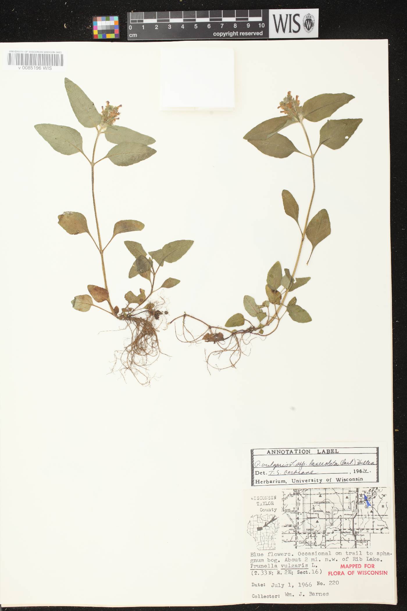 Prunella vulgaris subsp. lanceolata image