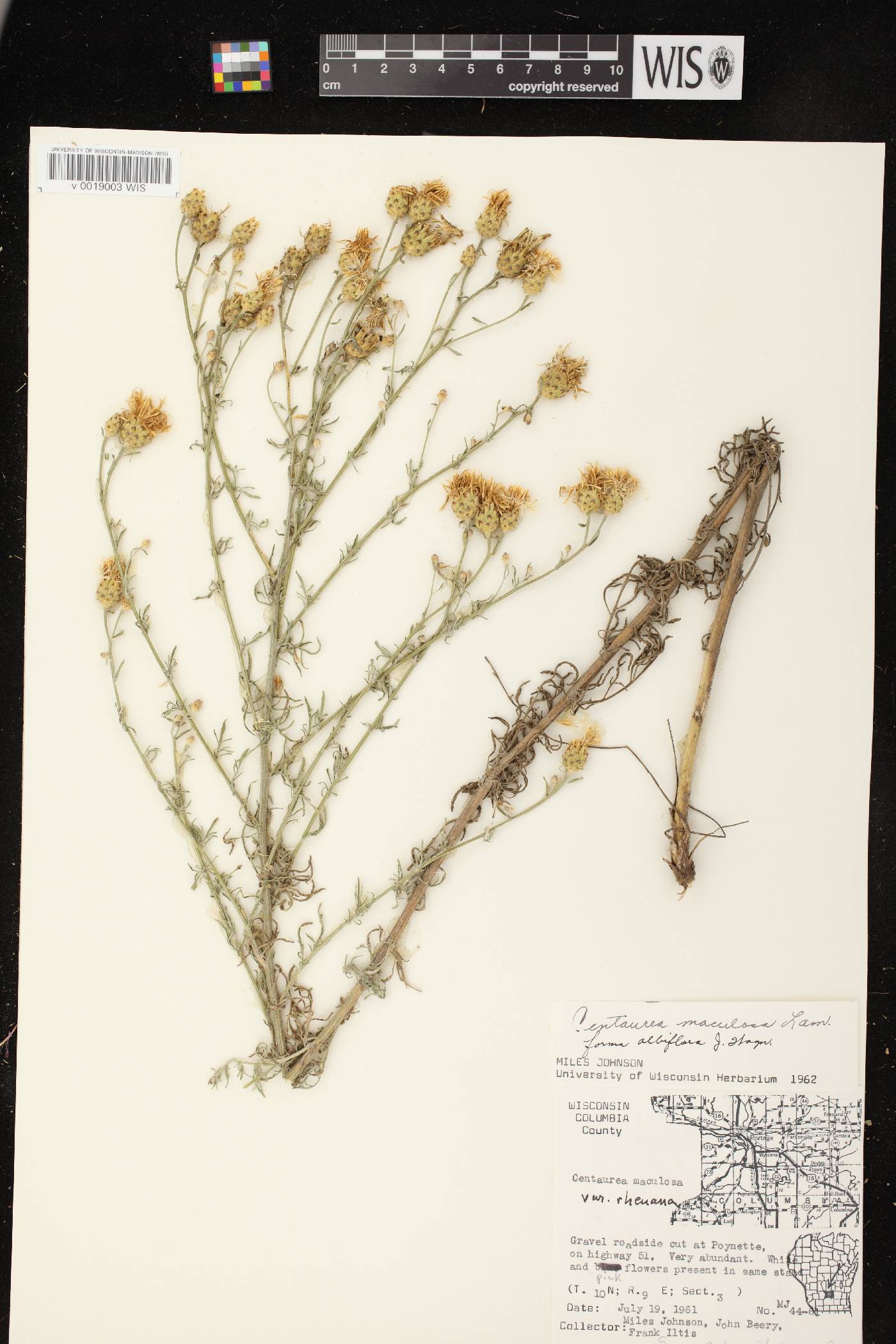 Centaurea stoebe subsp. micranthos image