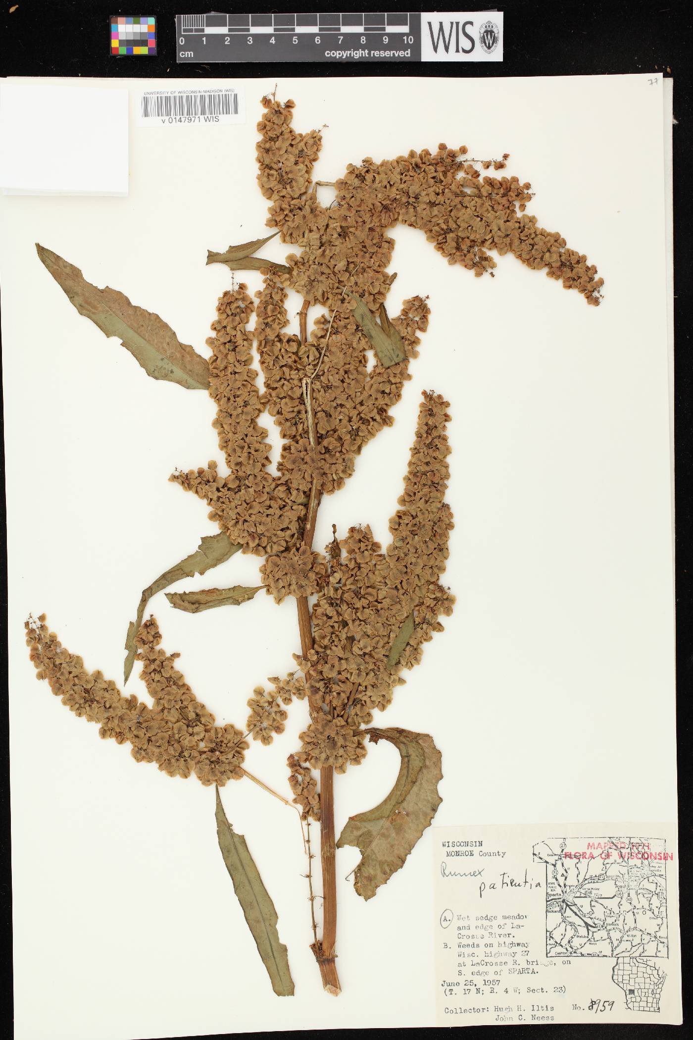 Rumex patientia image