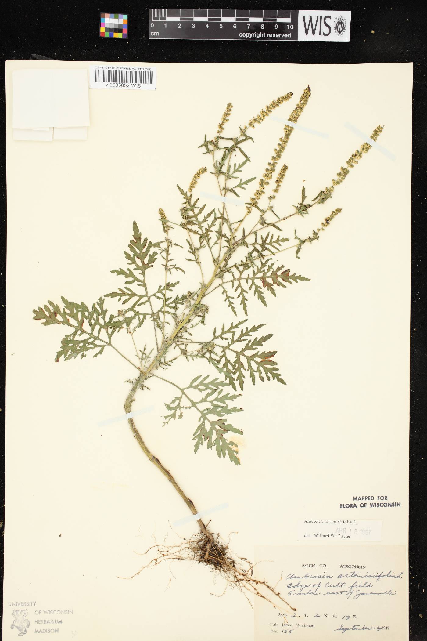 Ambrosia artemisiifolia image
