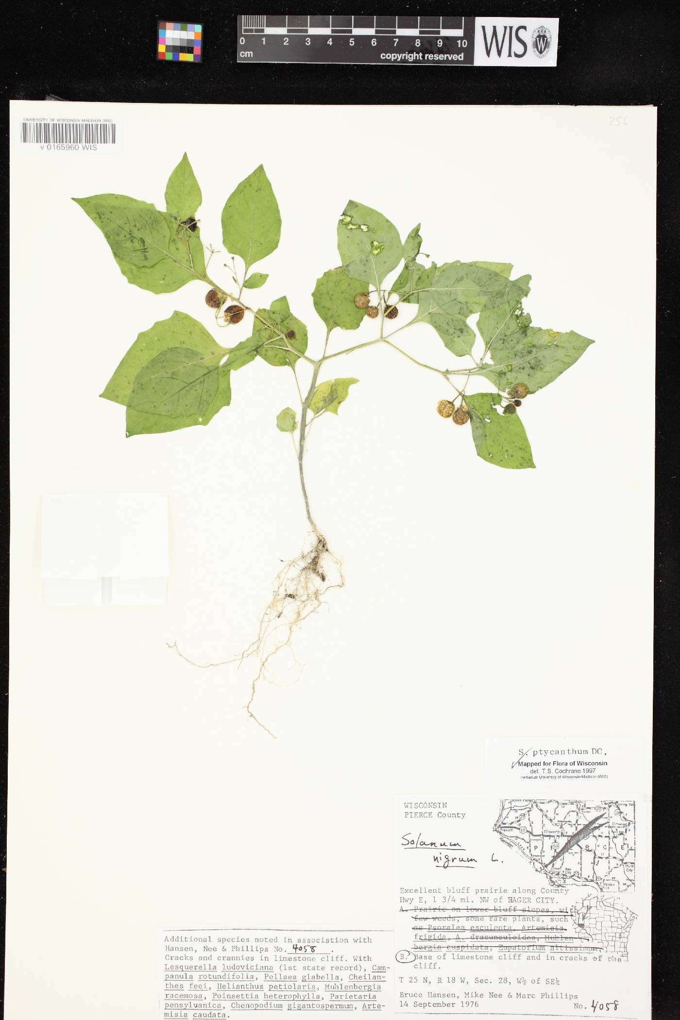 Solanum ptychanthum image