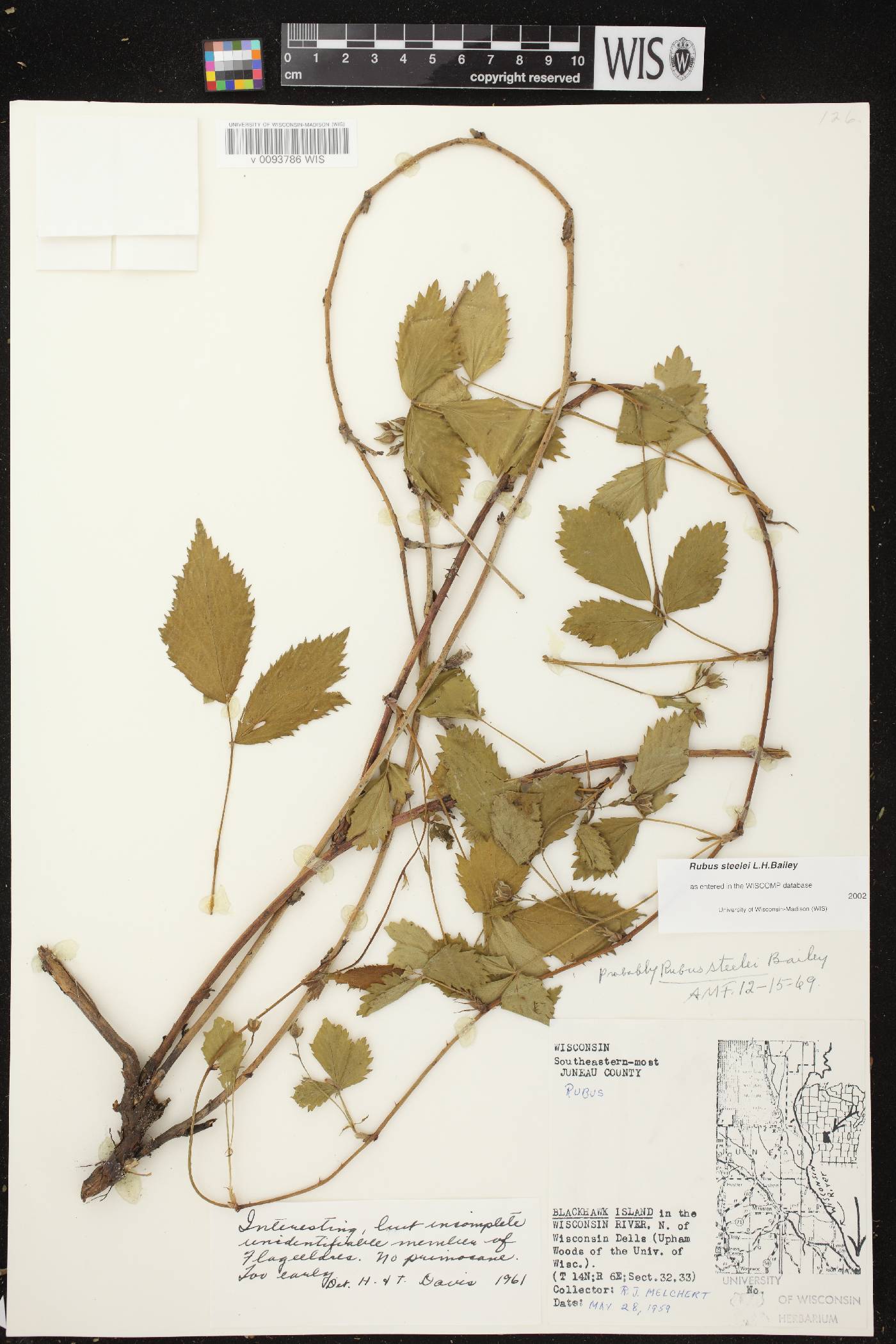 Rubus flagellaris image