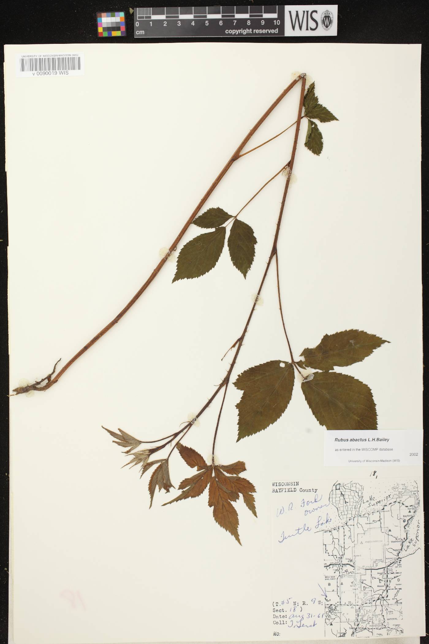 Rubus pensilvanicus image