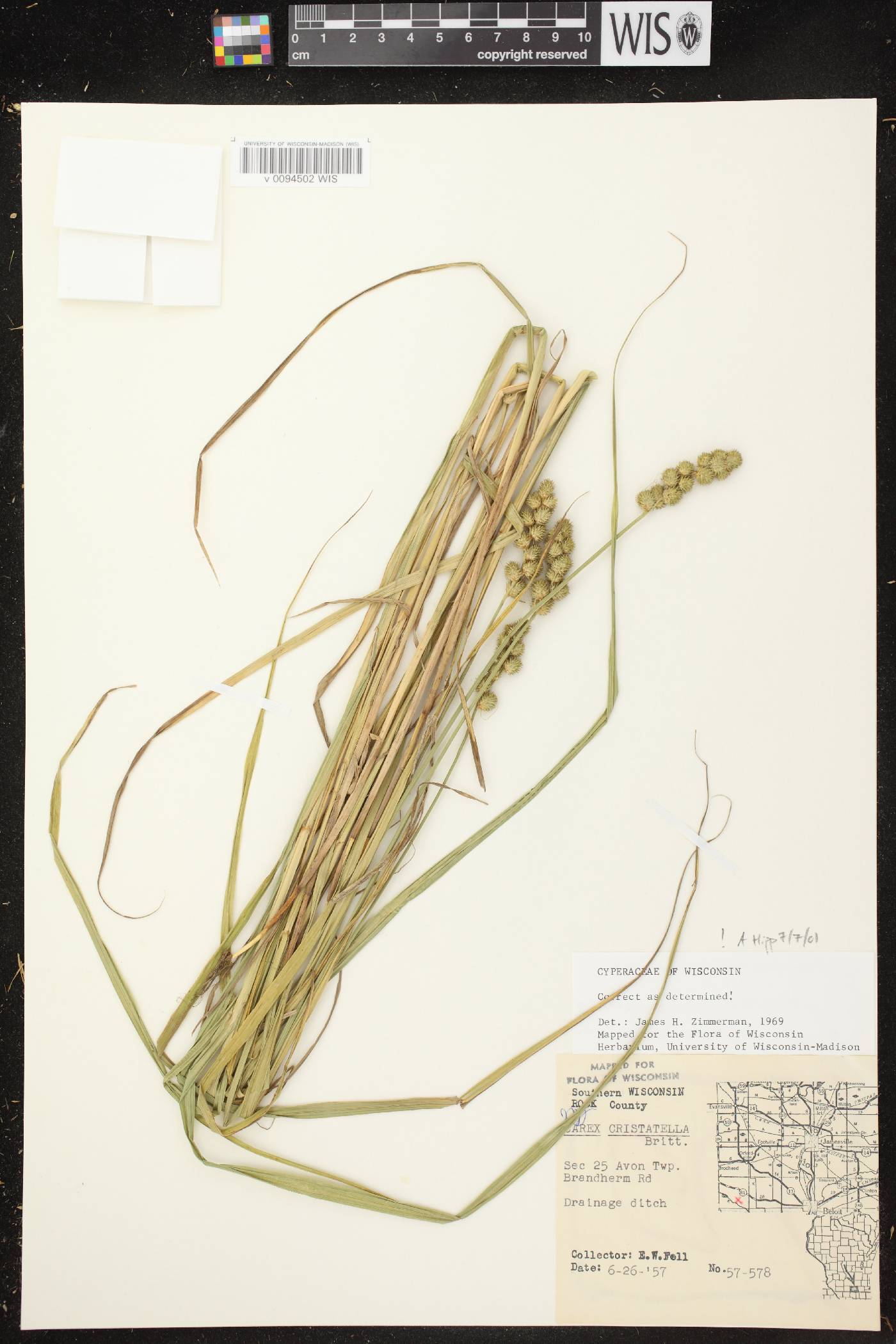 Carex cristatella image