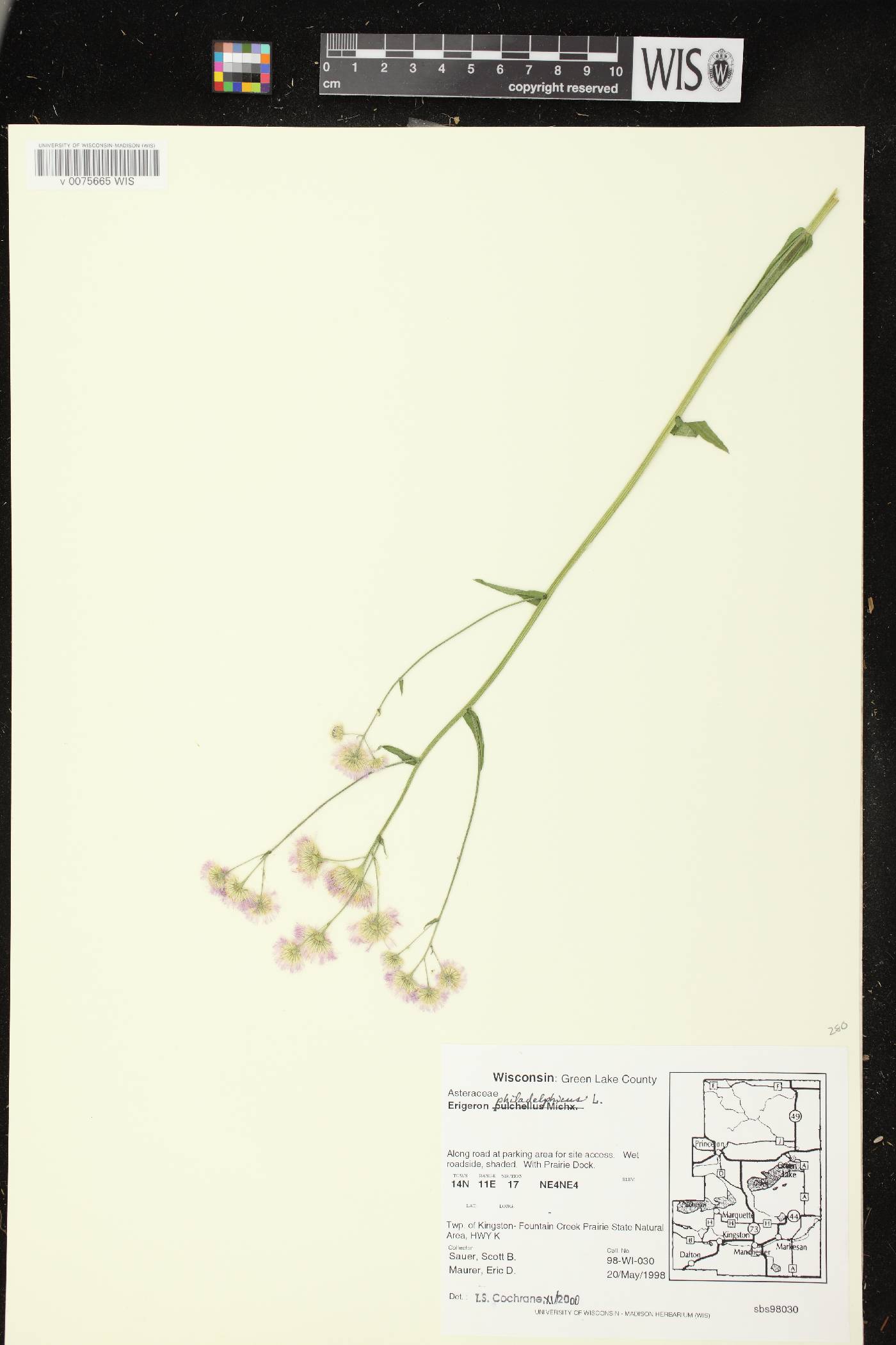 Erigeron philadelphicus image