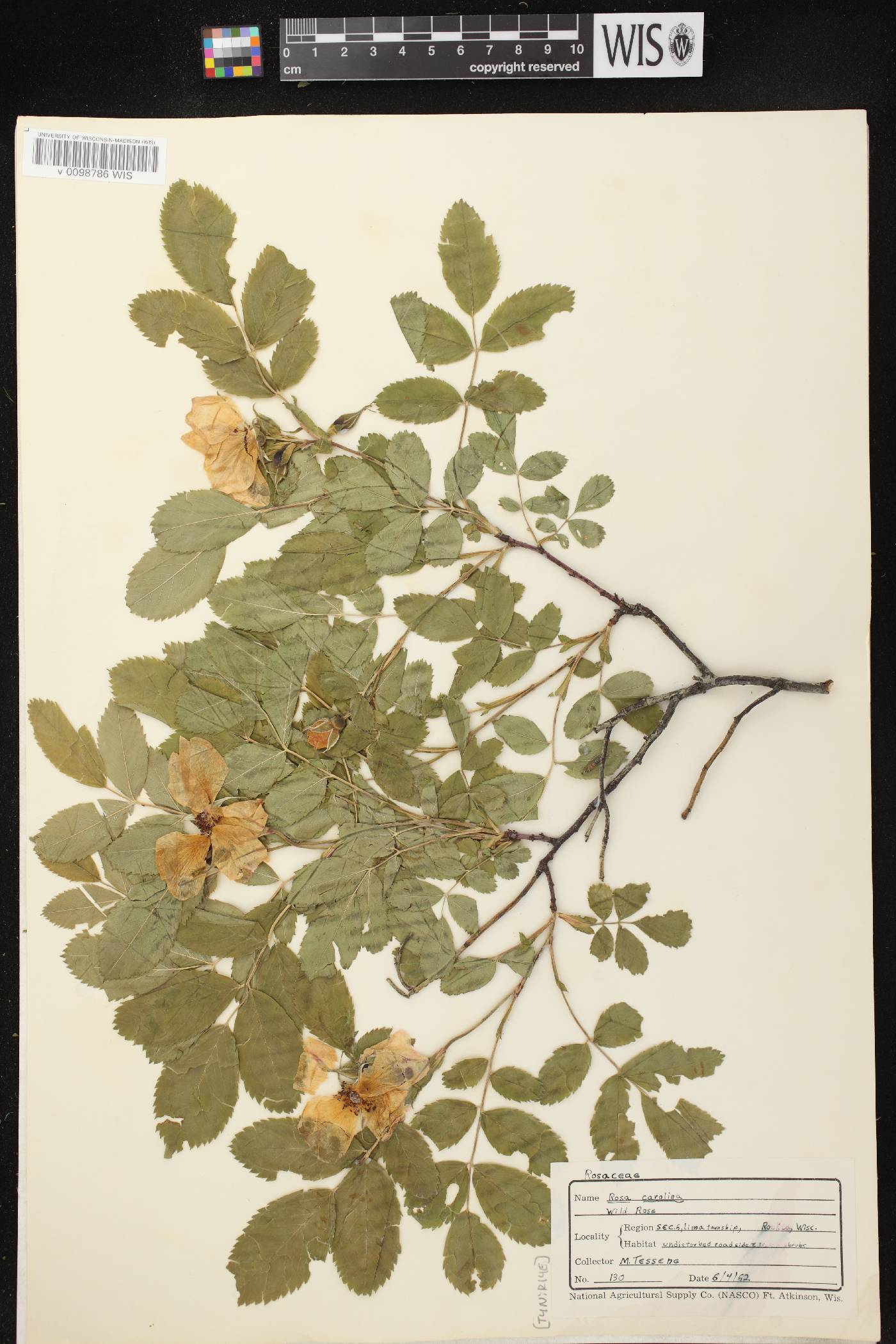 Rosa carolina image