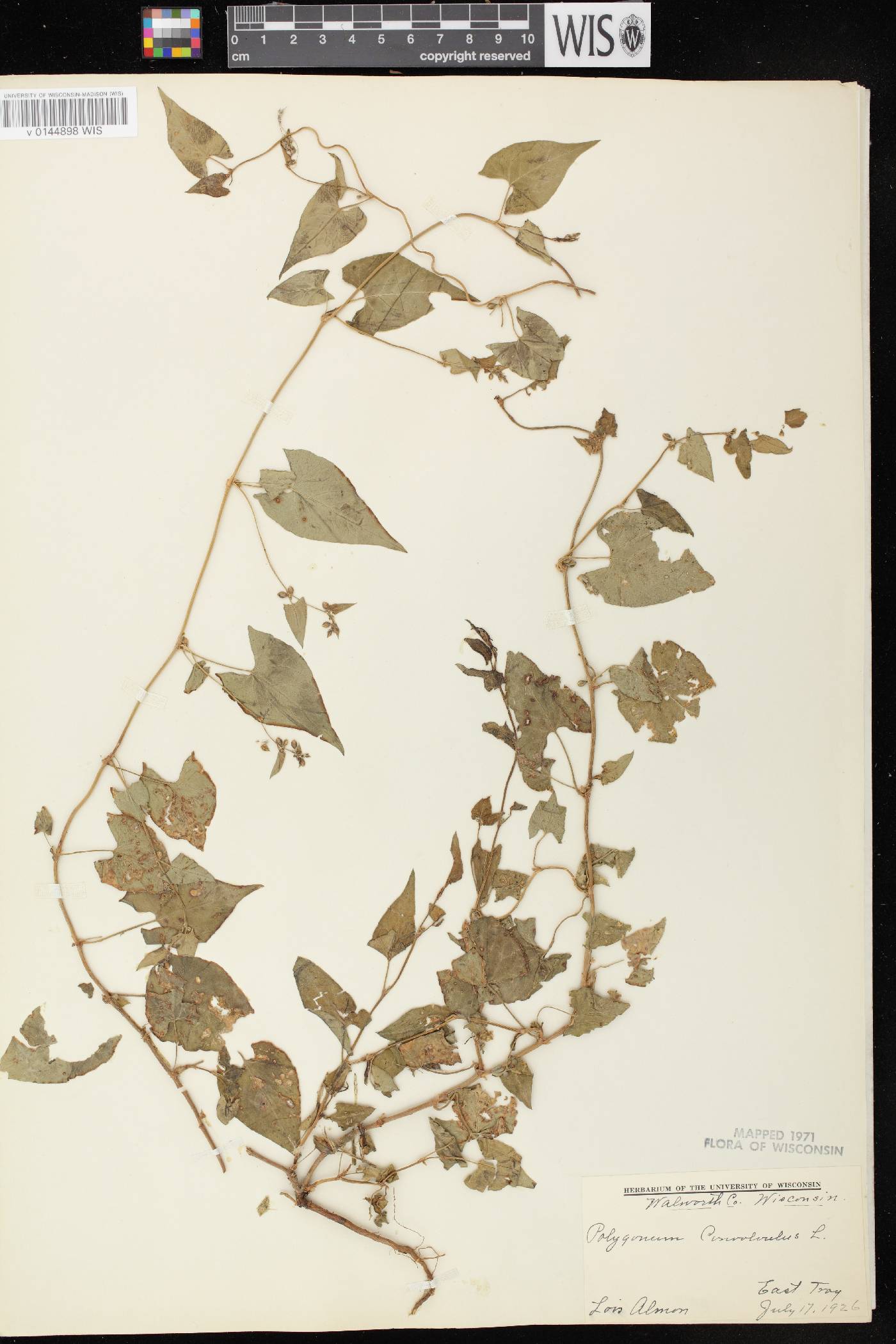 Fallopia convolvulus image