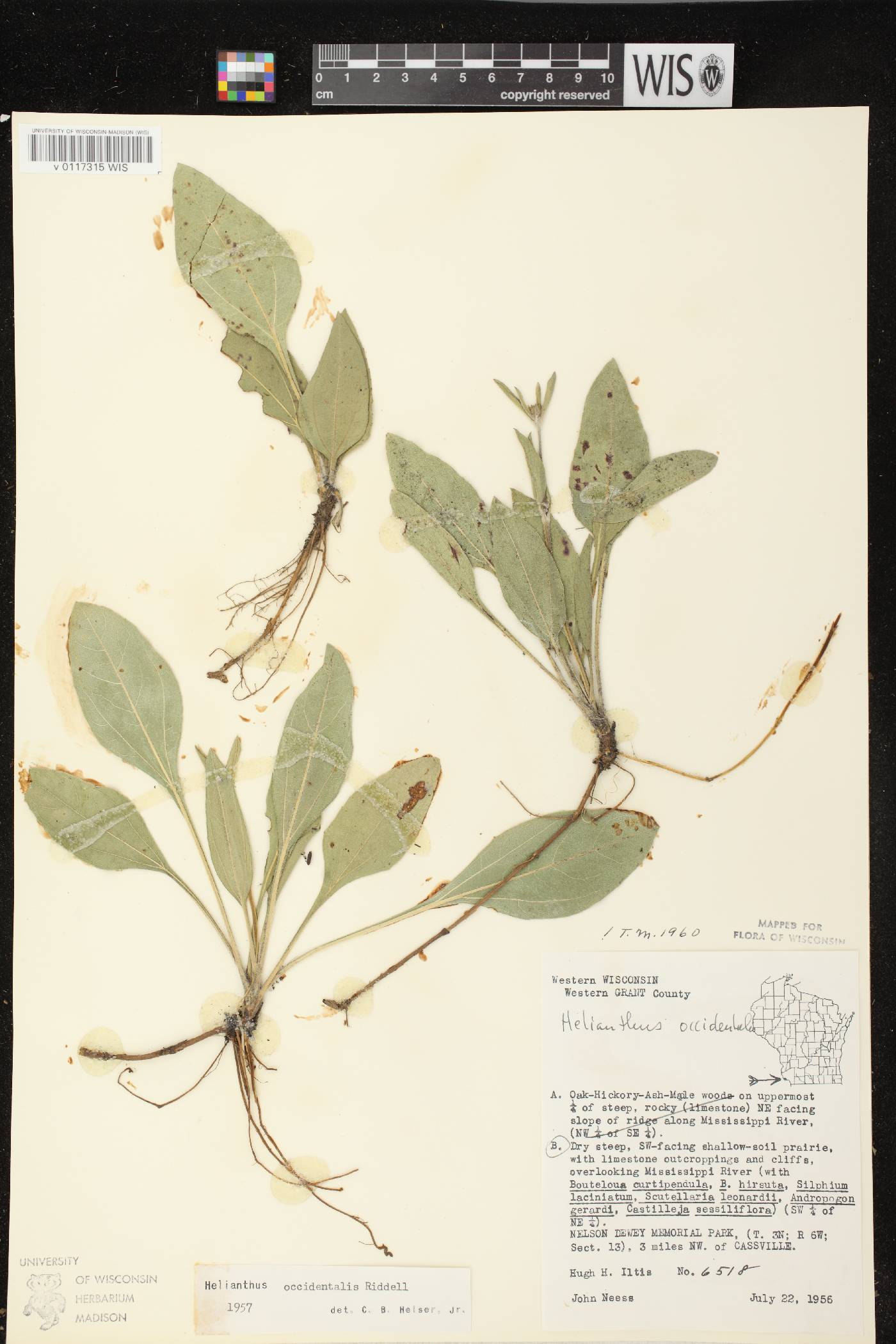 Helianthus occidentalis subsp. occidentalis image