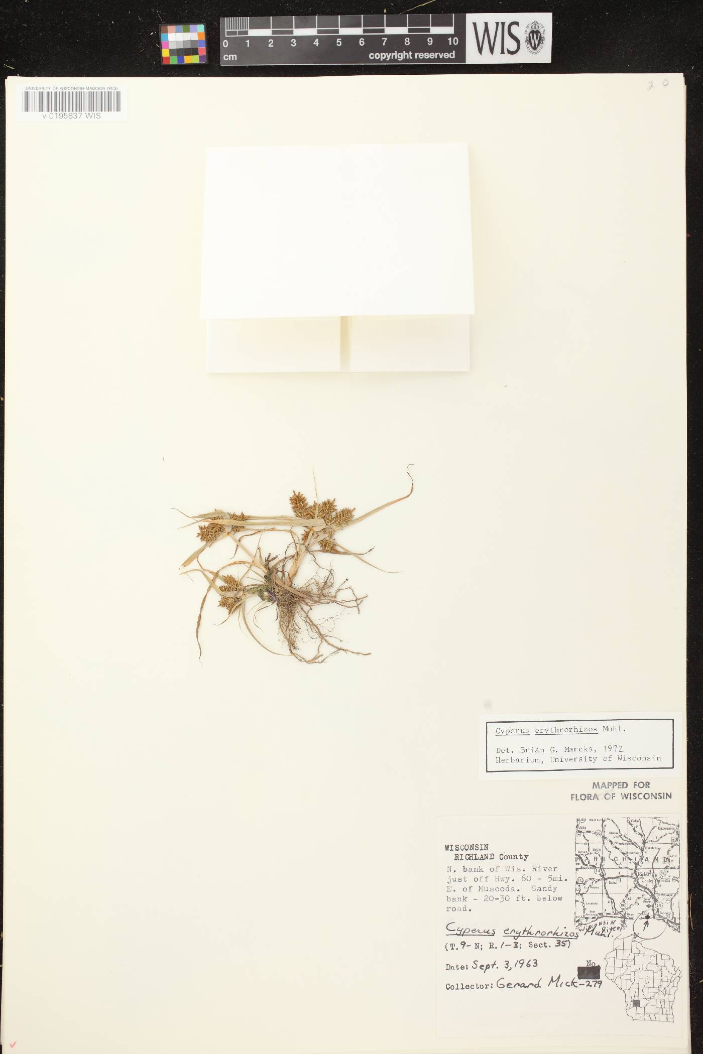 Cyperus erythrorhizos image
