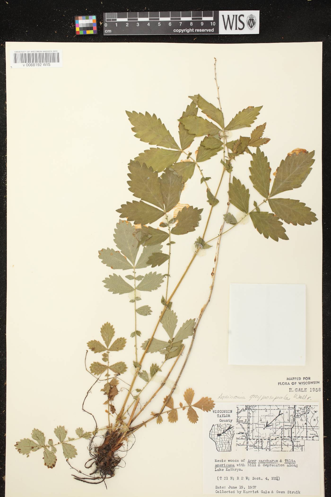 Agrimonia gryposepala image