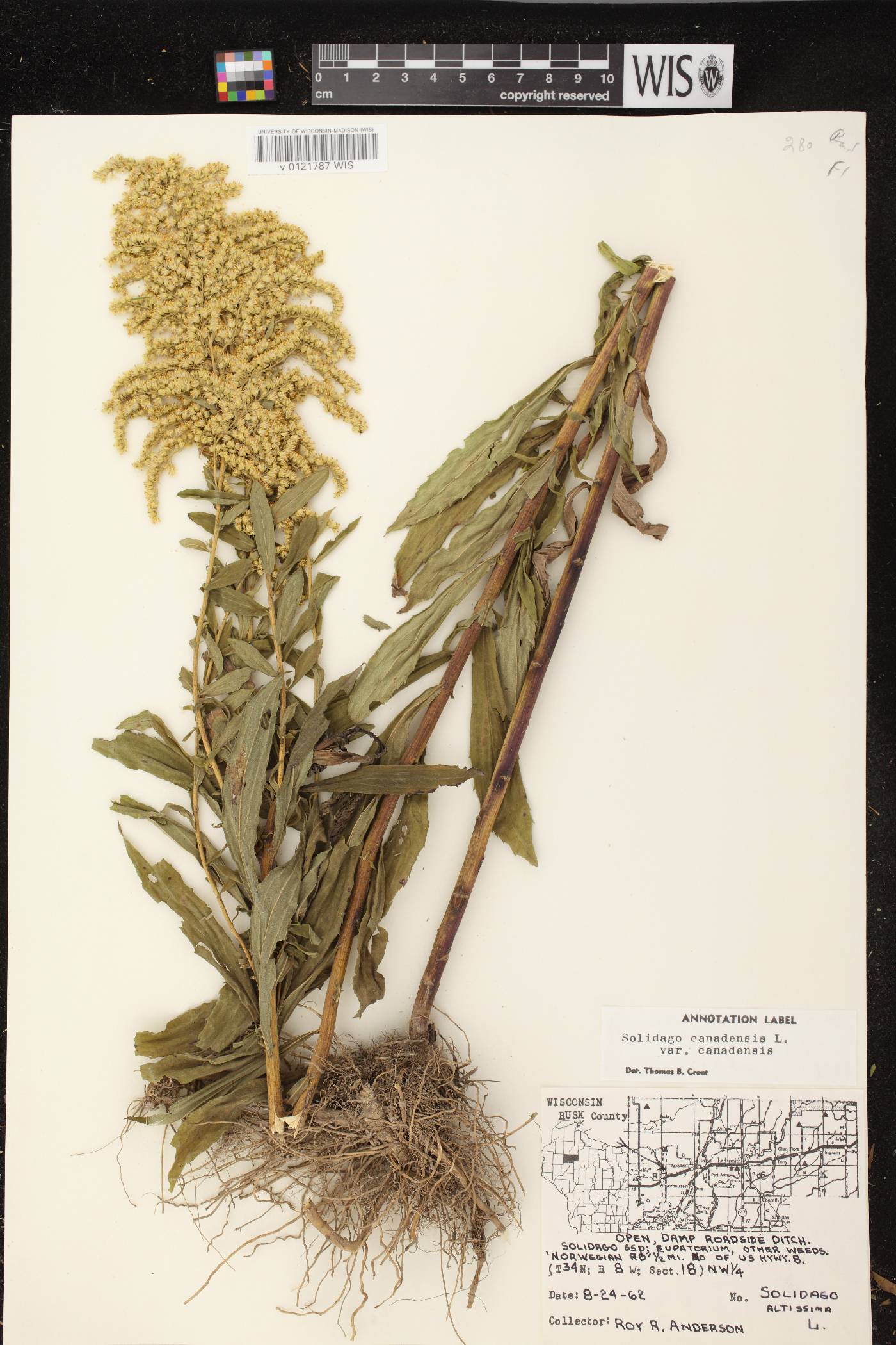 Solidago canadensis var. canadensis image