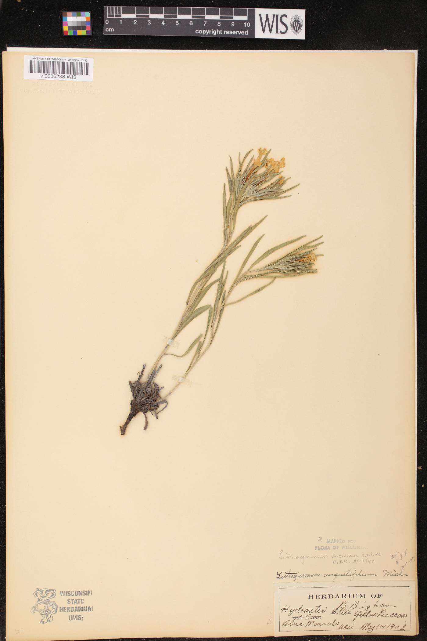 Lithospermum incisum image