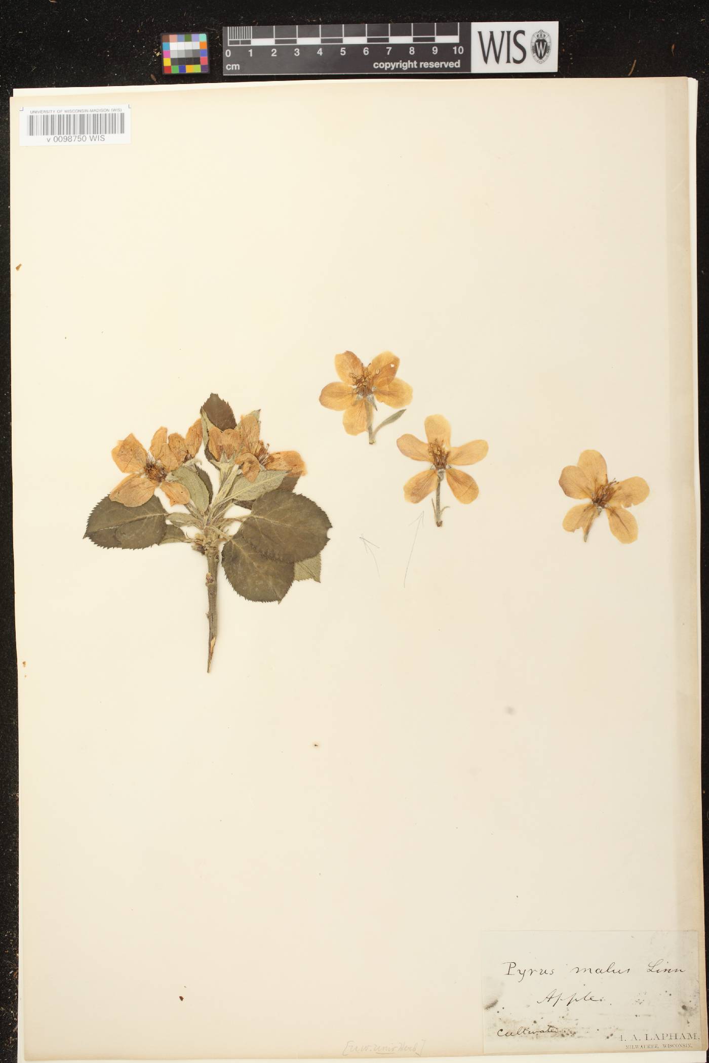 Malus pumila image