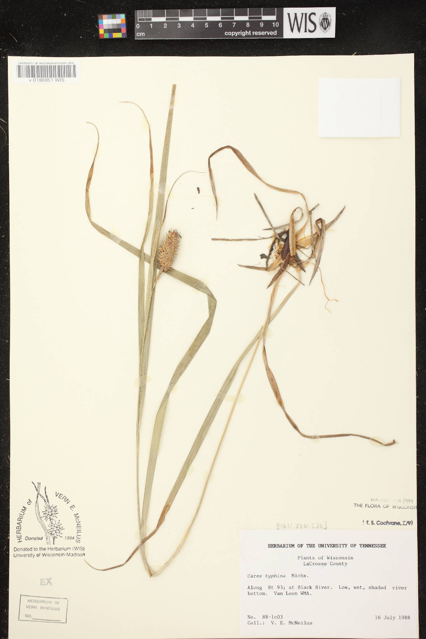 Carex typhina image