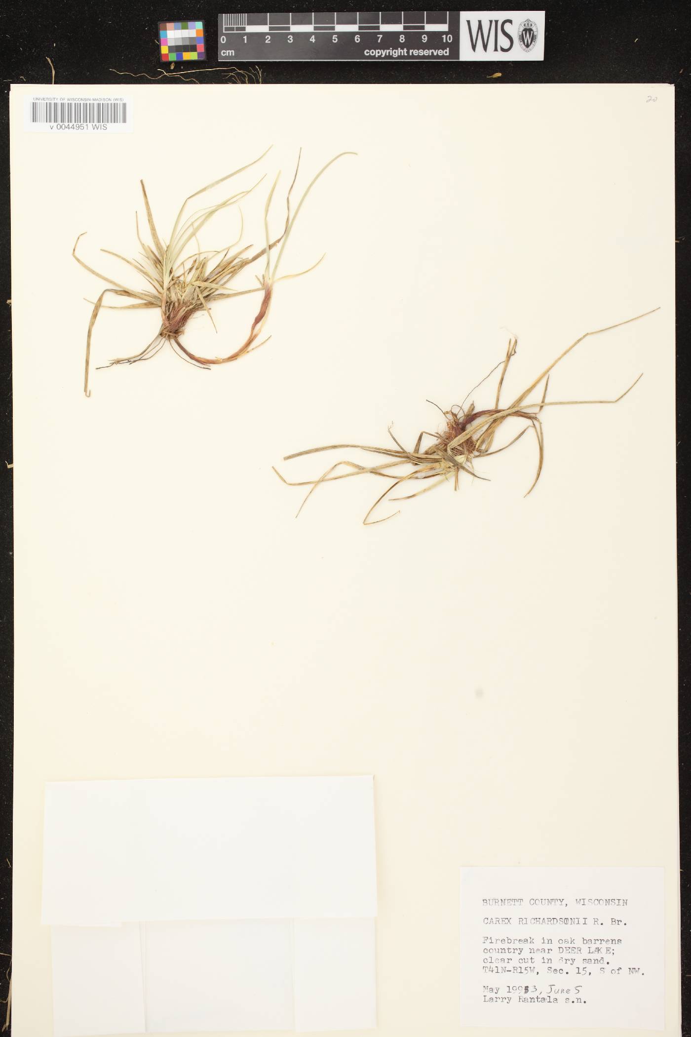 Carex richardsonii image