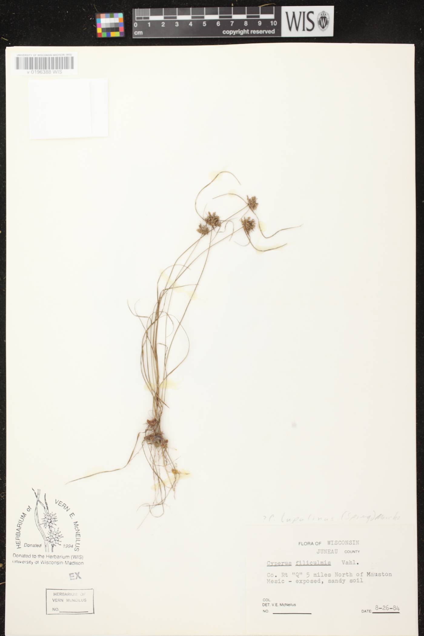 Cyperus lupulinus subsp. lupulinus image