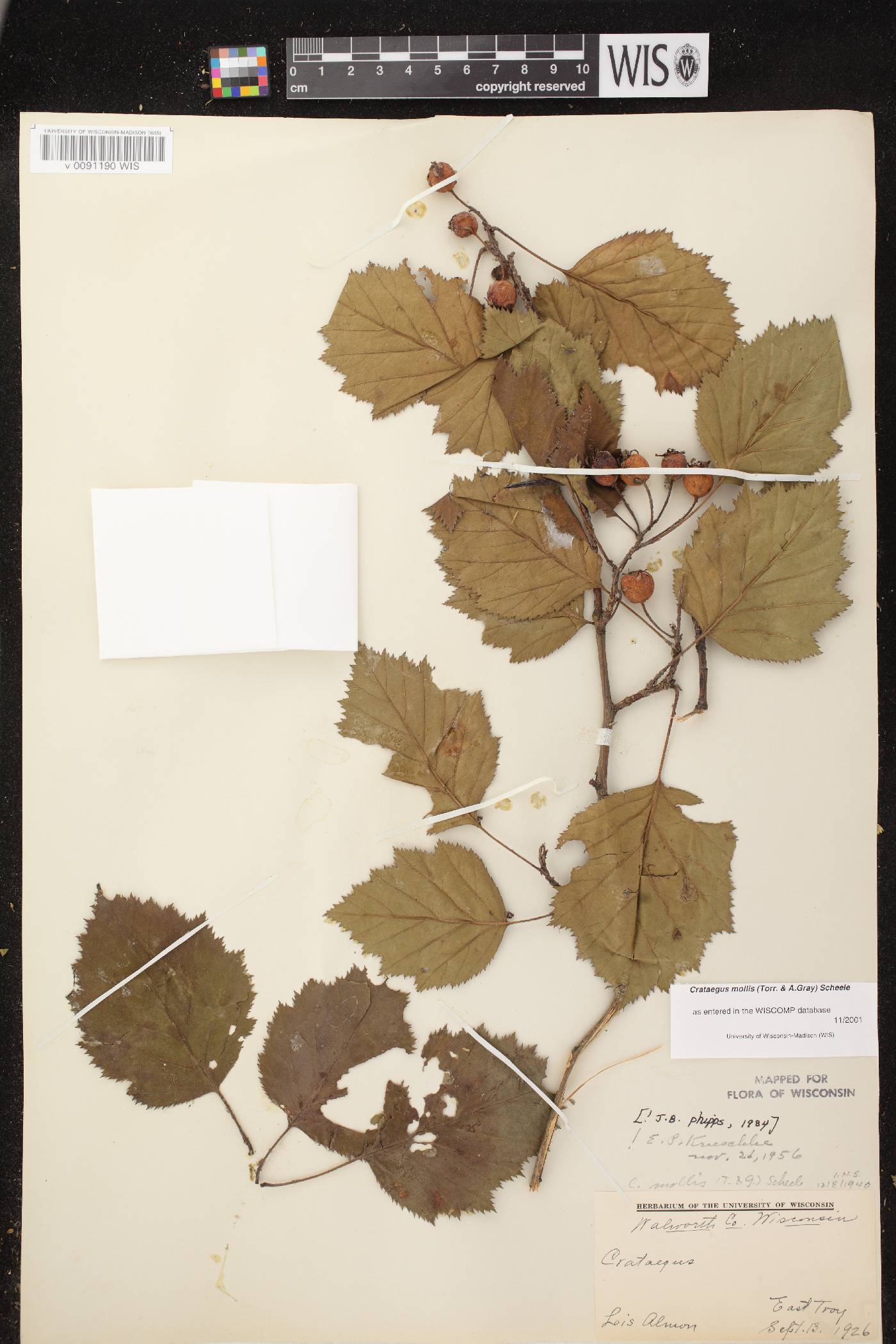 Crataegus mollis image