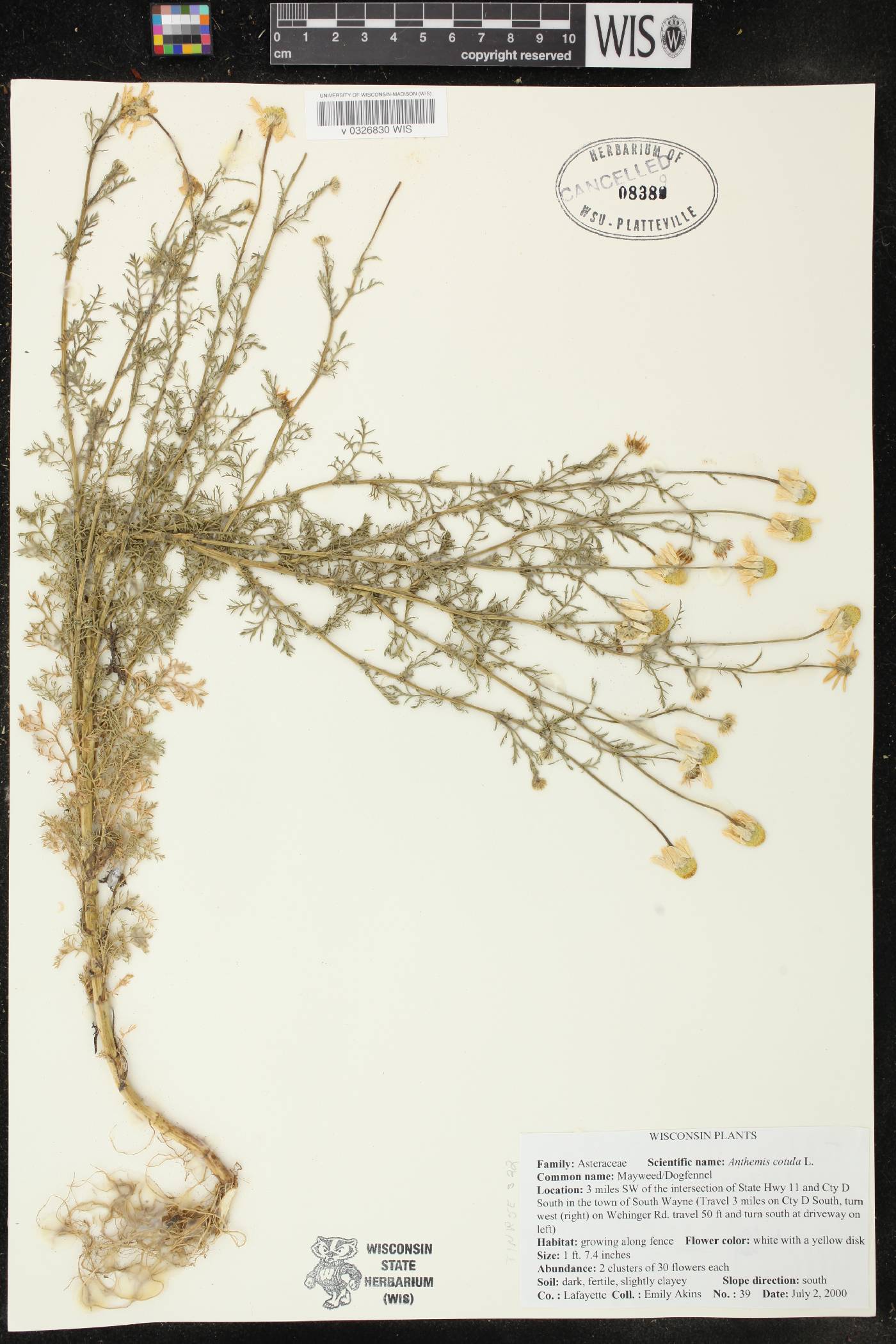 Anthemis cotula image