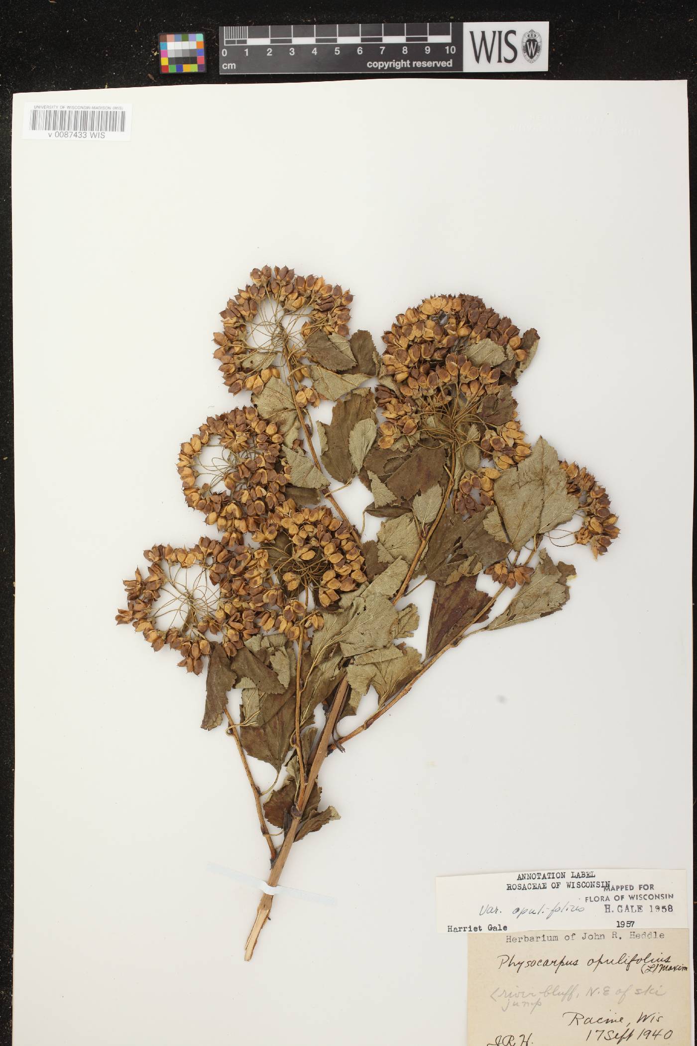 Physocarpus opulifolius image